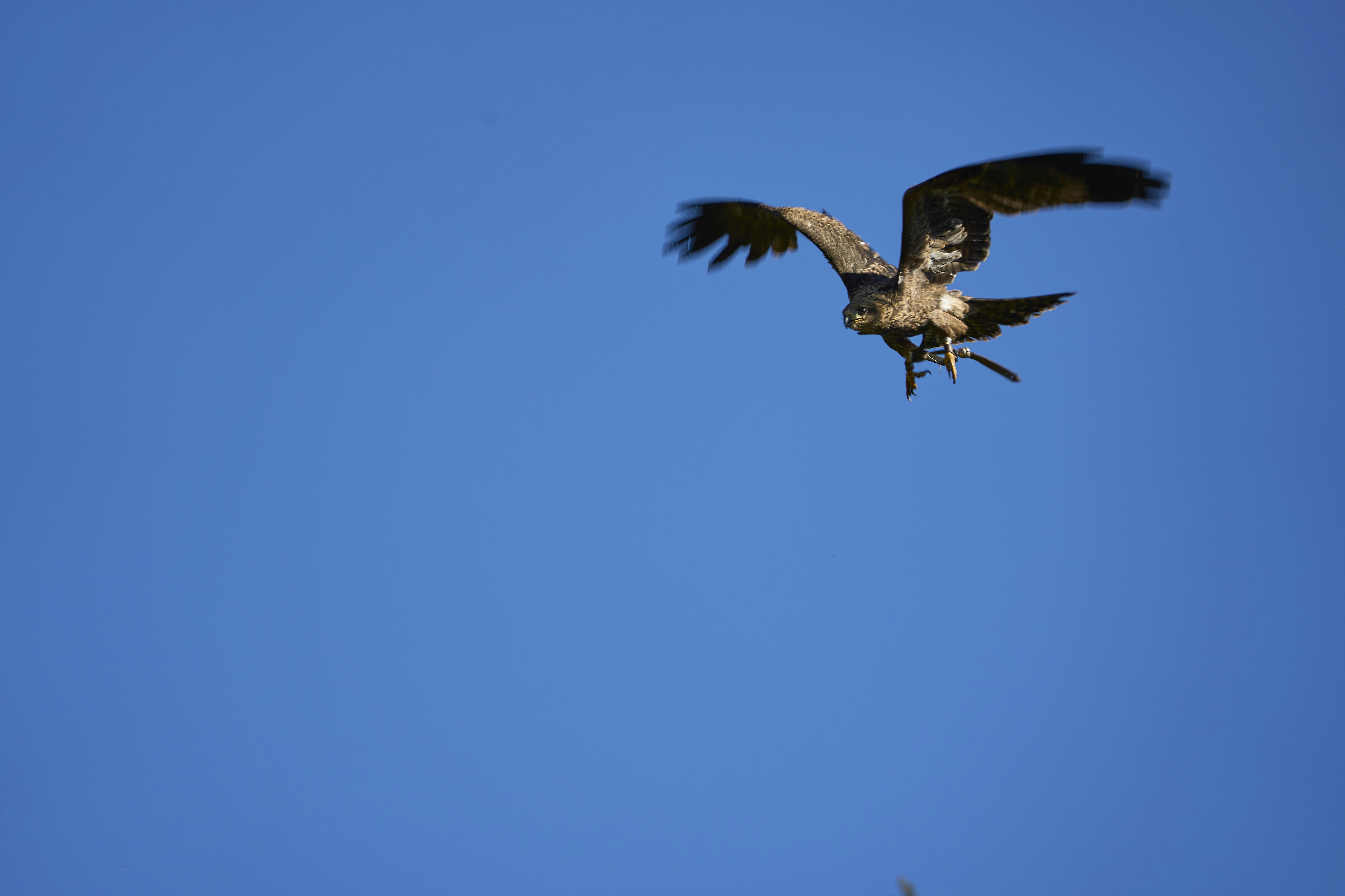 Photo by wolfgang_hasselmann