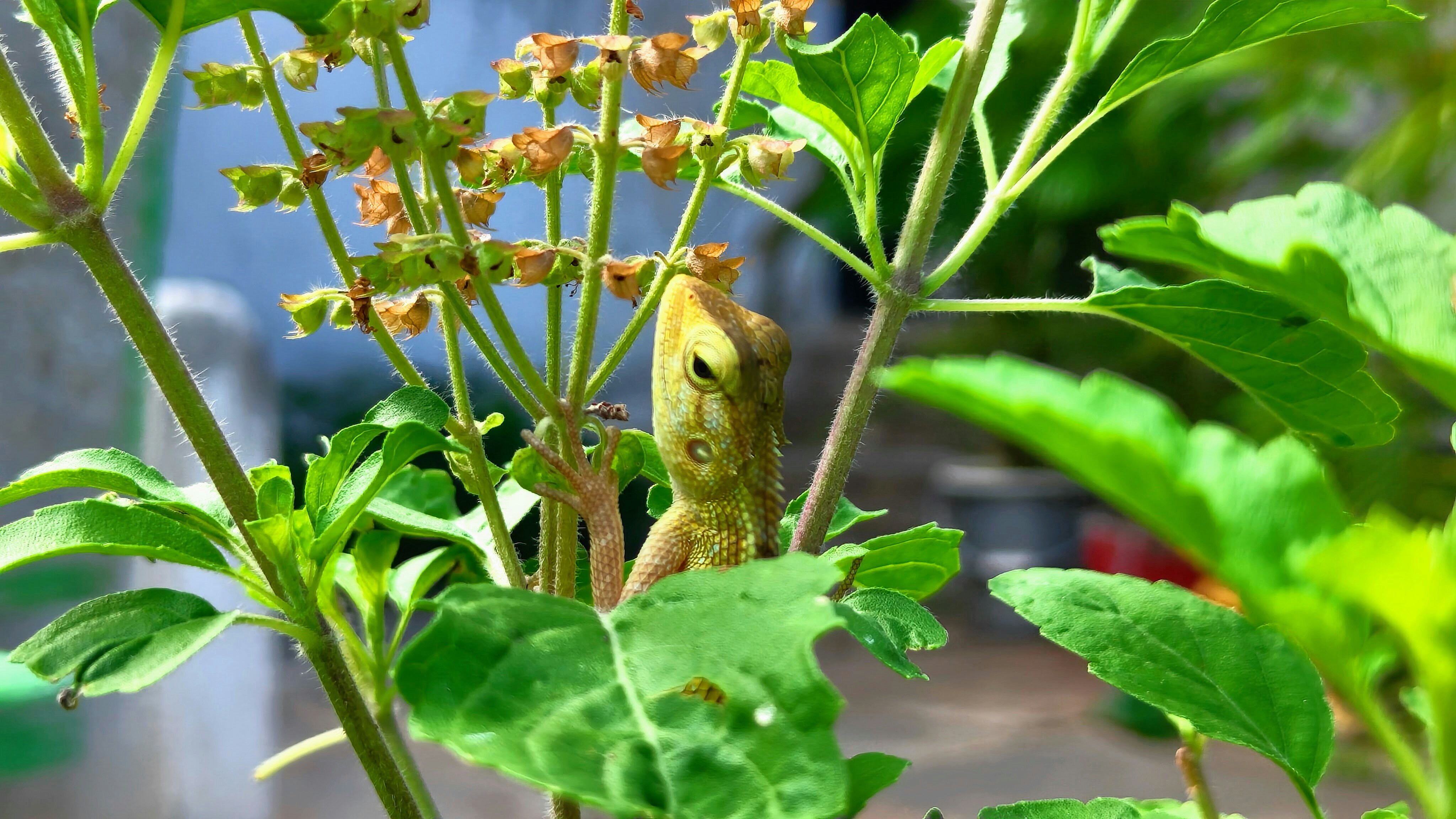A close up of a plant with a bug on it