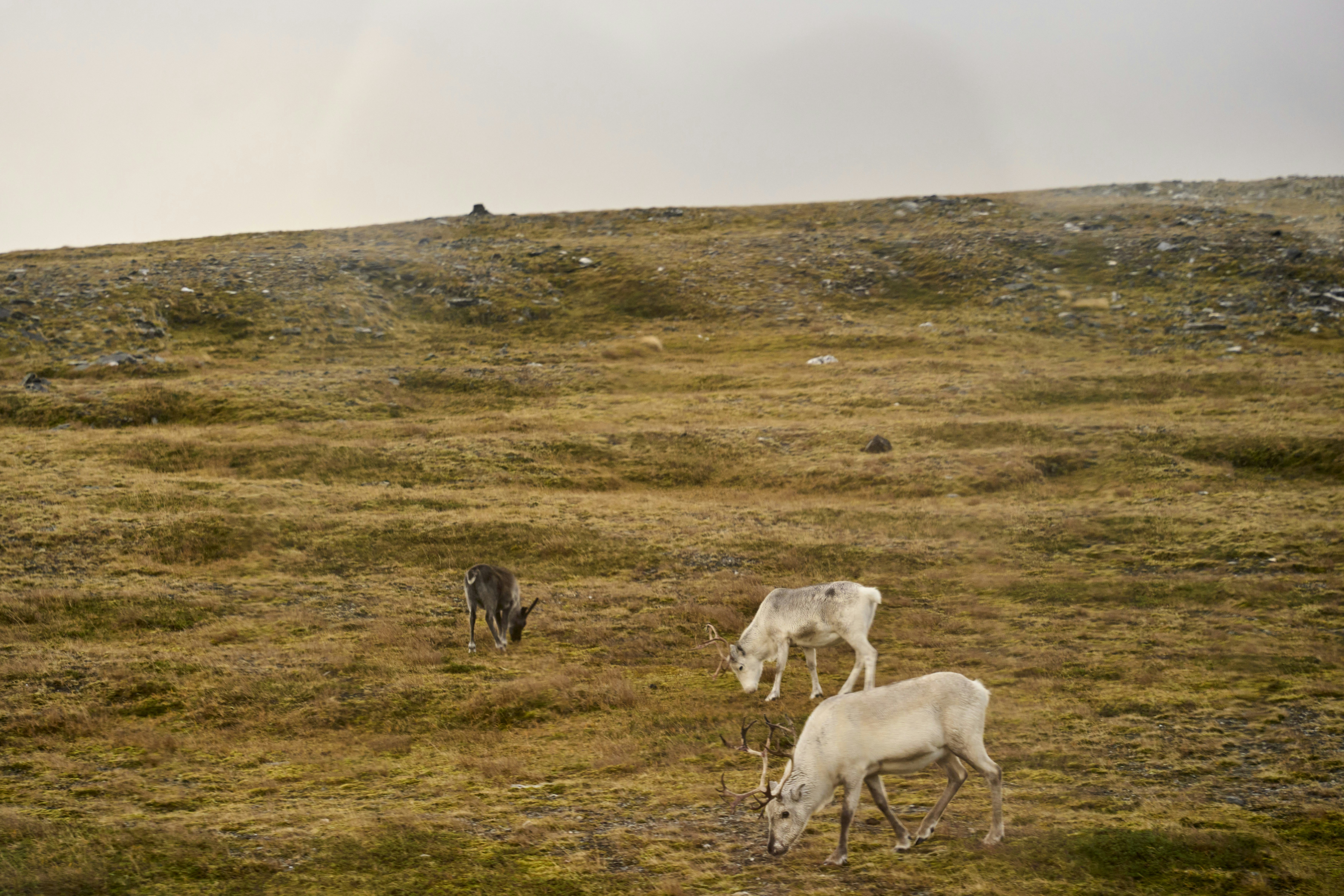 Photo by wolfgang_hasselmann