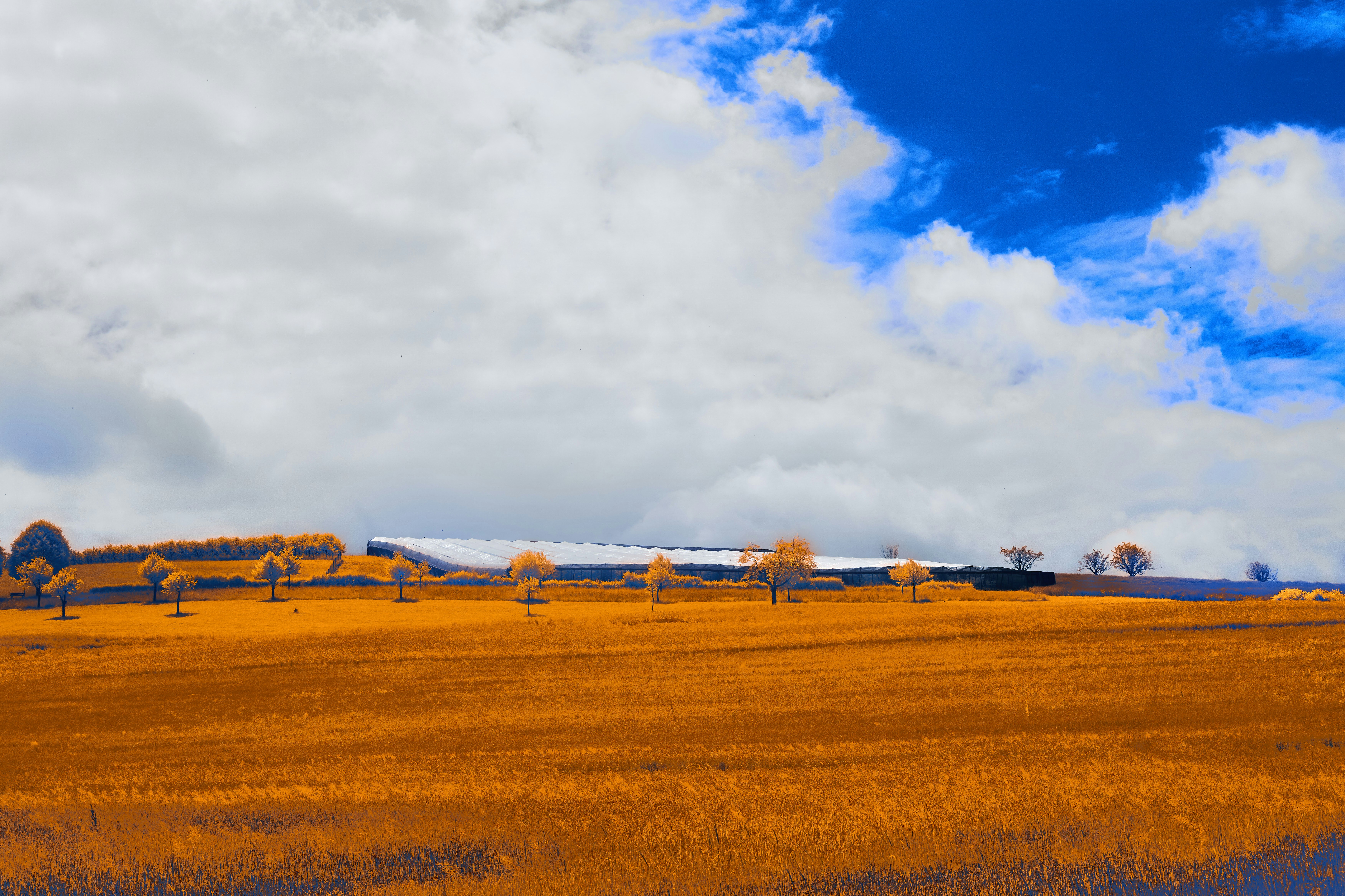 Photo by wolfgang_hasselmann