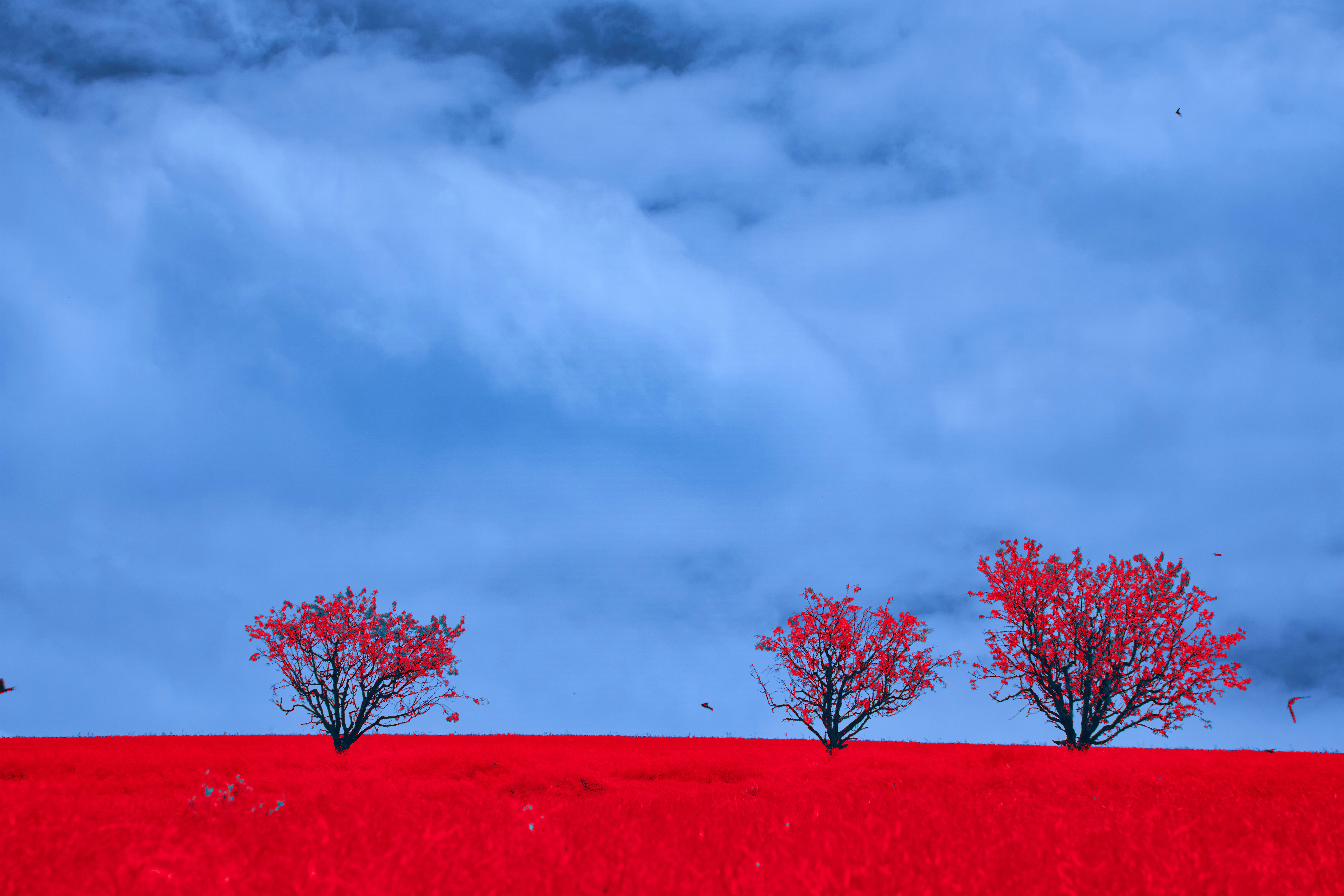 Photo by wolfgang_hasselmann