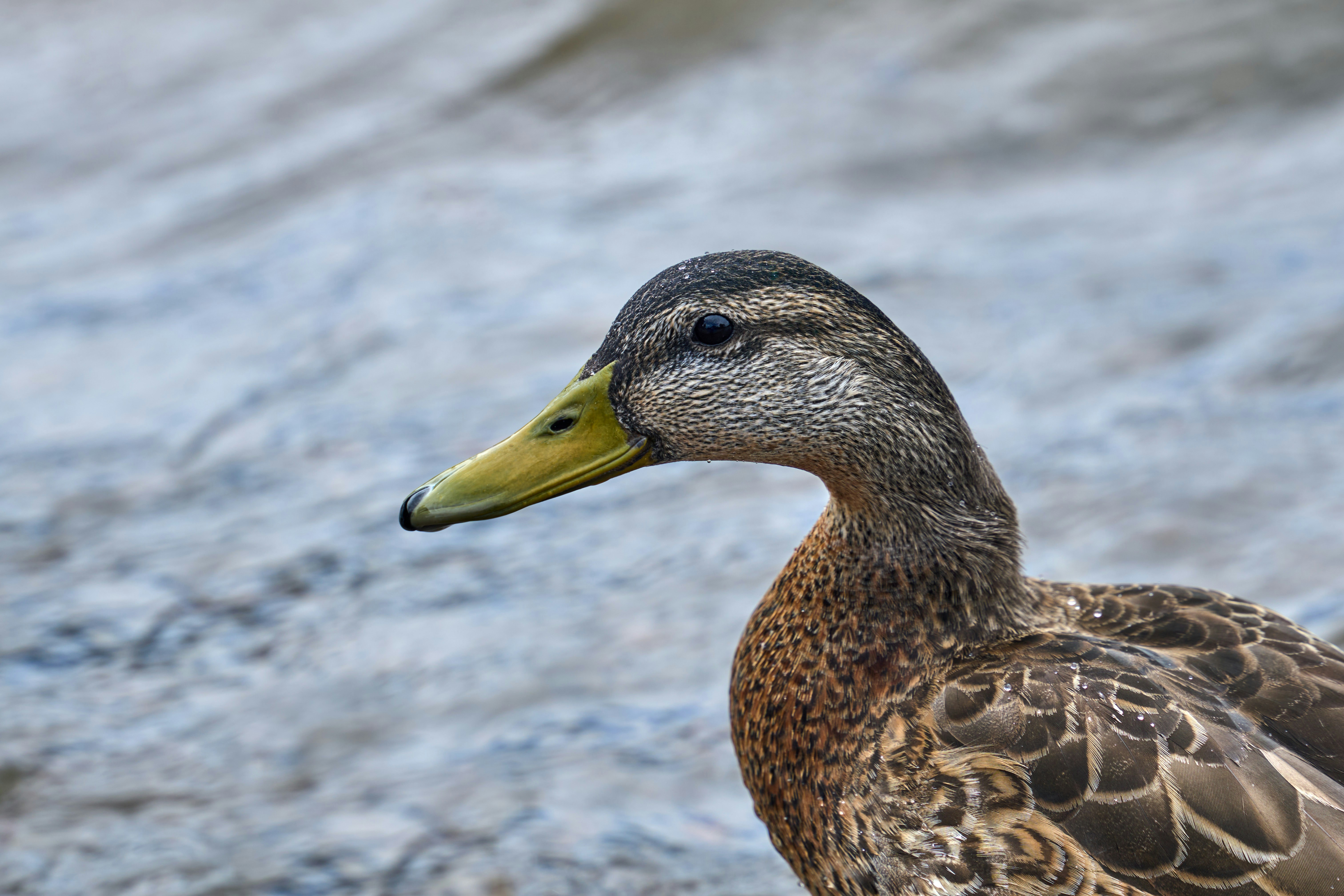 Photo by wolfgang_hasselmann