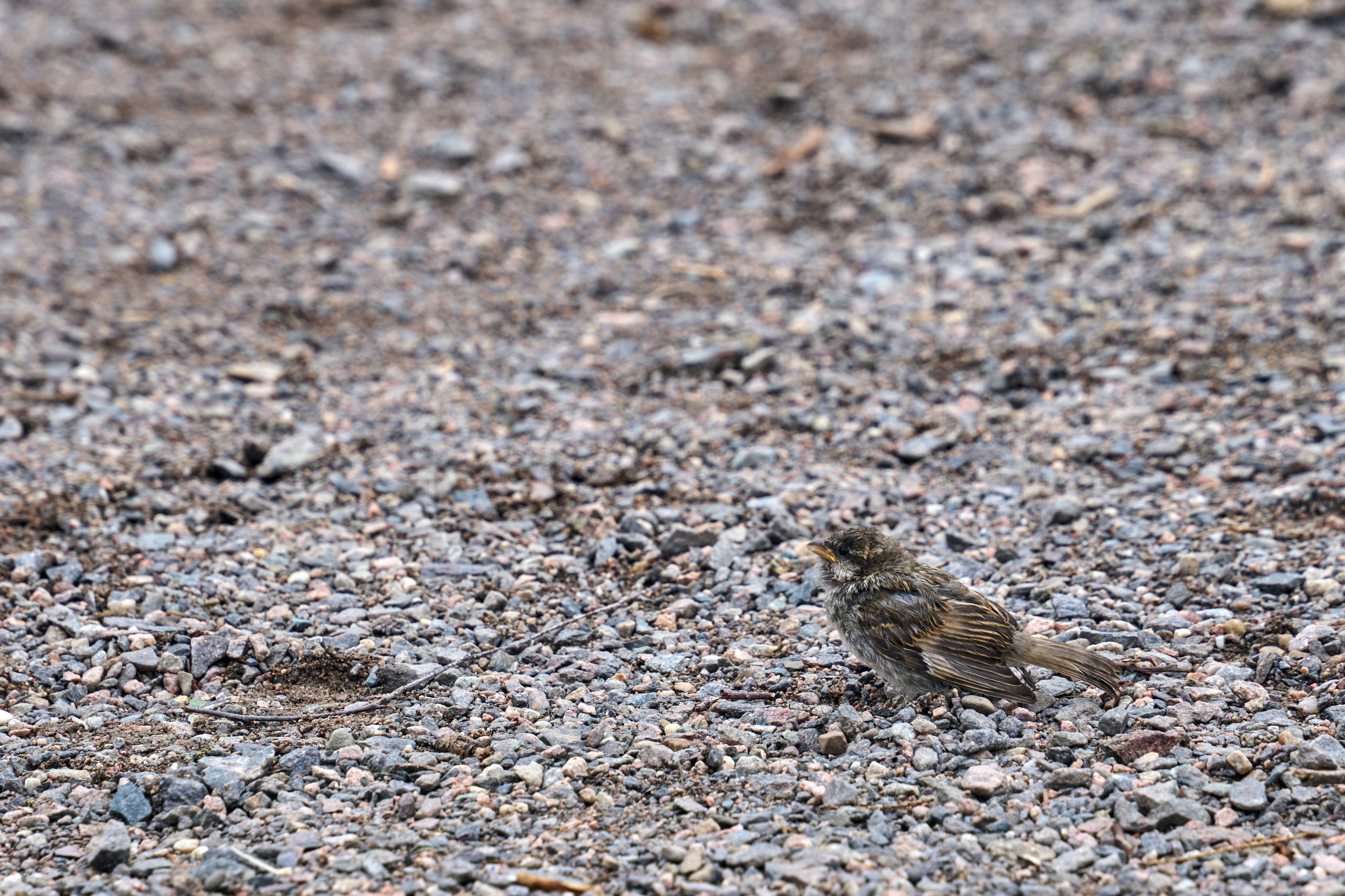 Photo by wolfgang_hasselmann