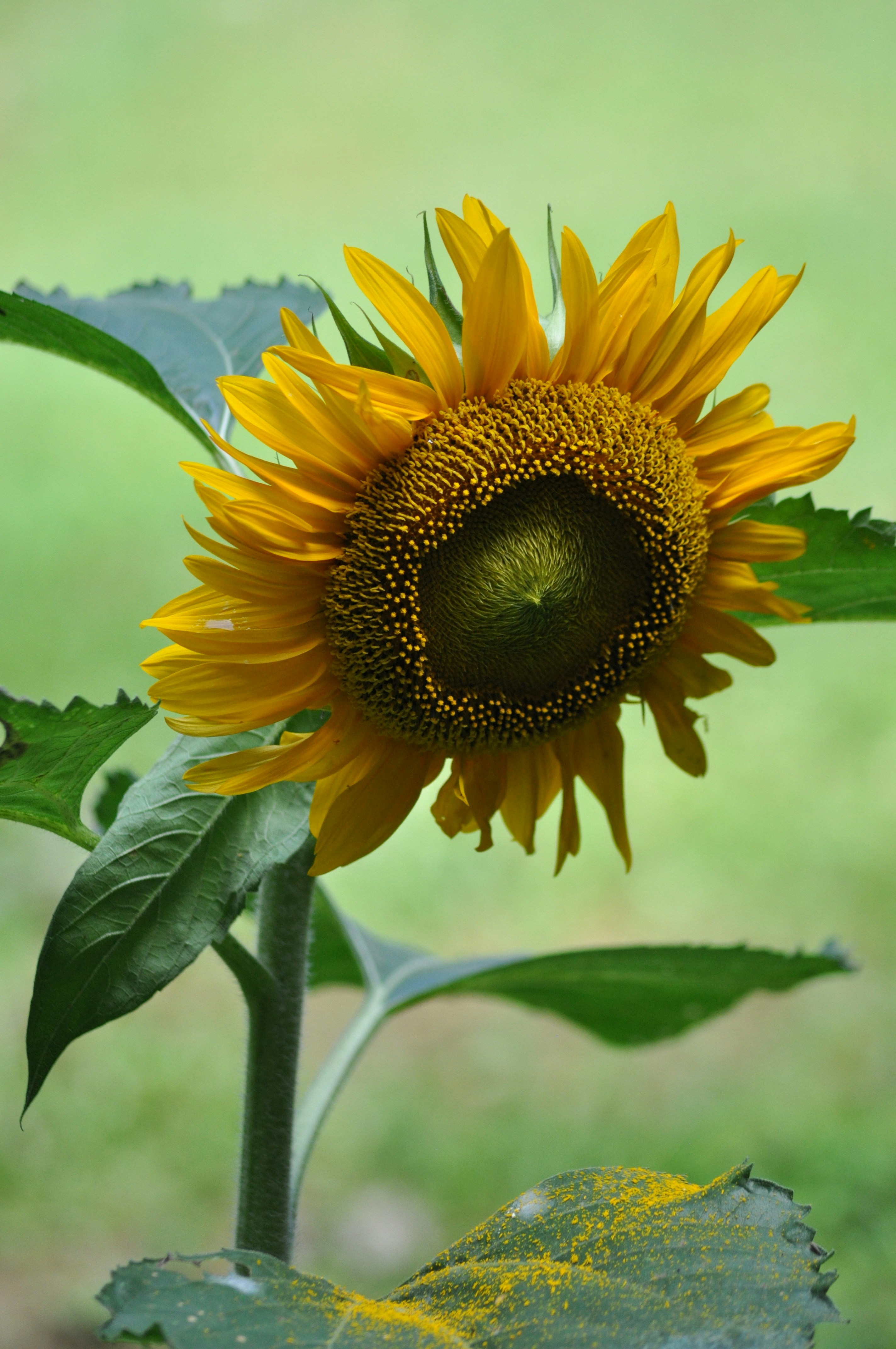 Photo by rebeccaobern