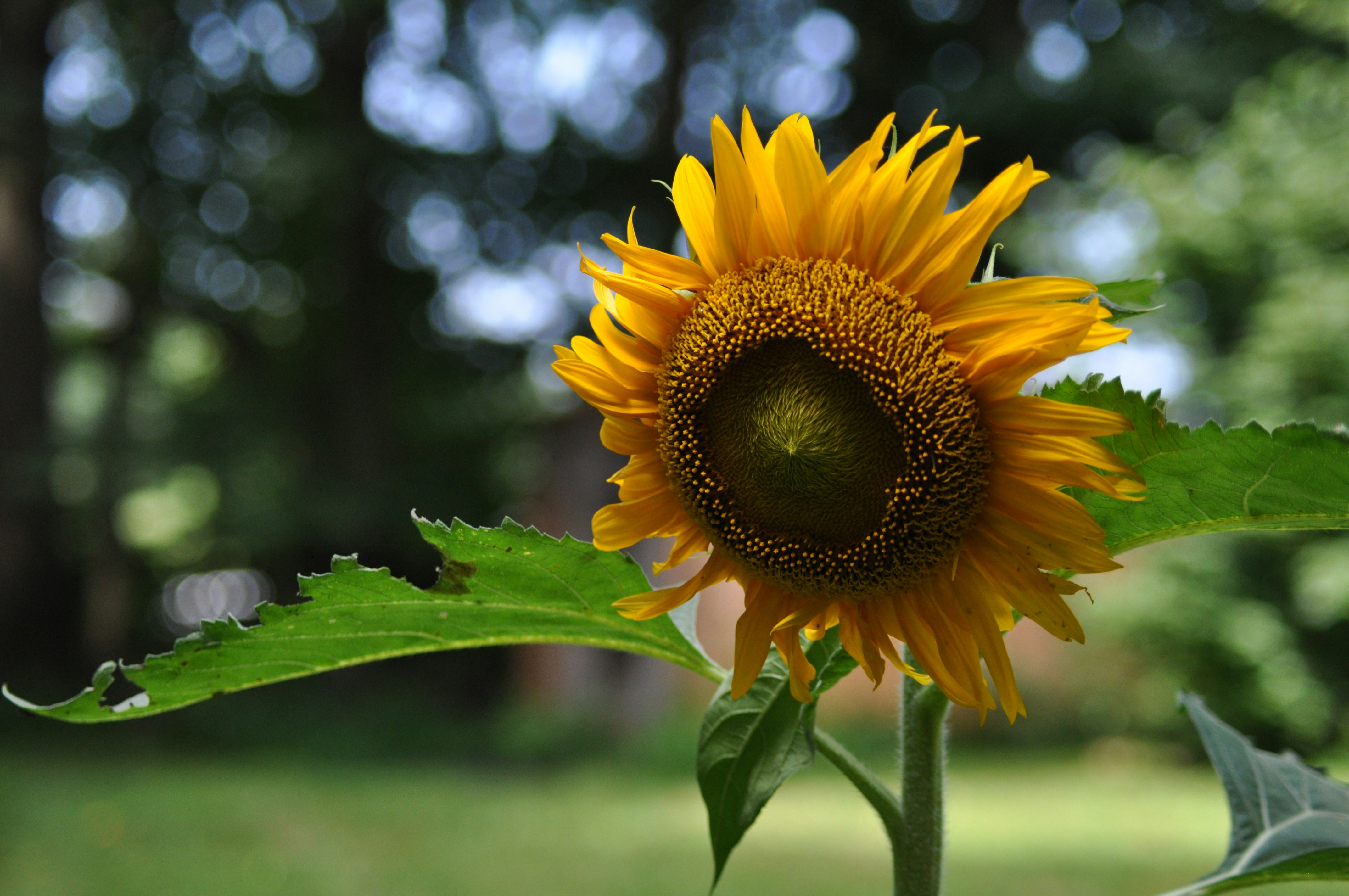 Photo by rebeccaobern