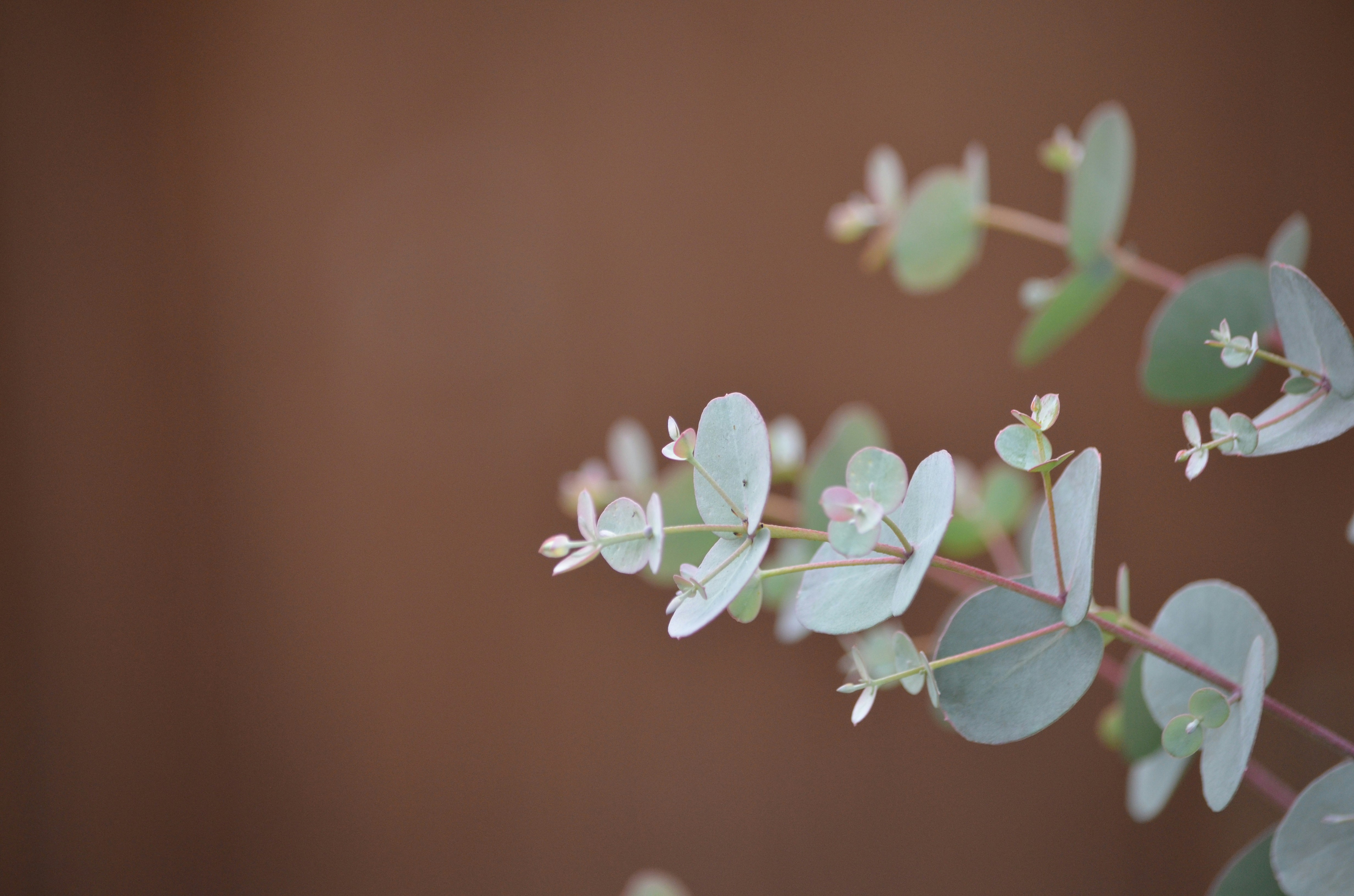 Nahaufnahme einer Pflanze mit grünen Blättern