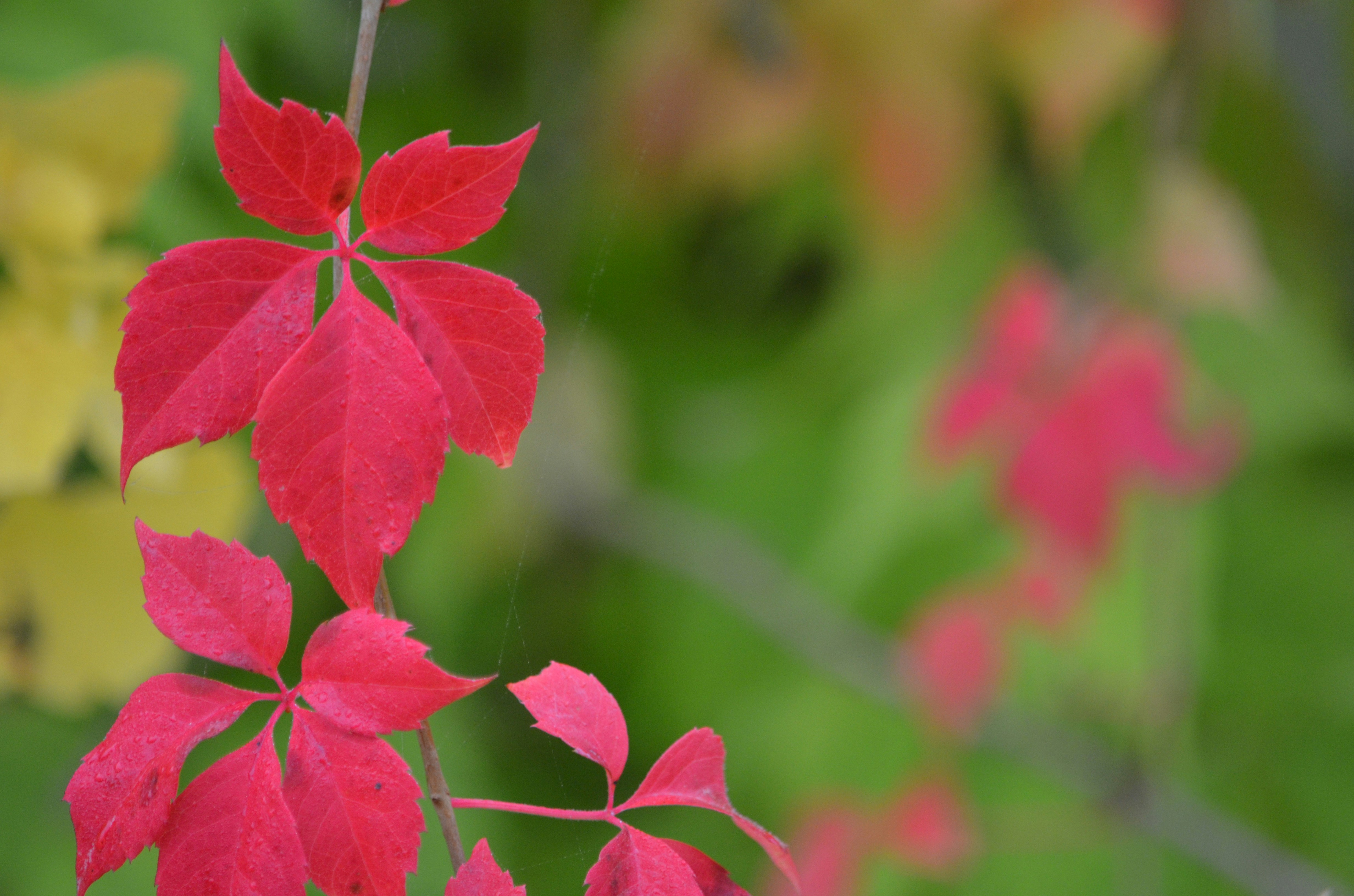 Photo by zlobiwankenobi