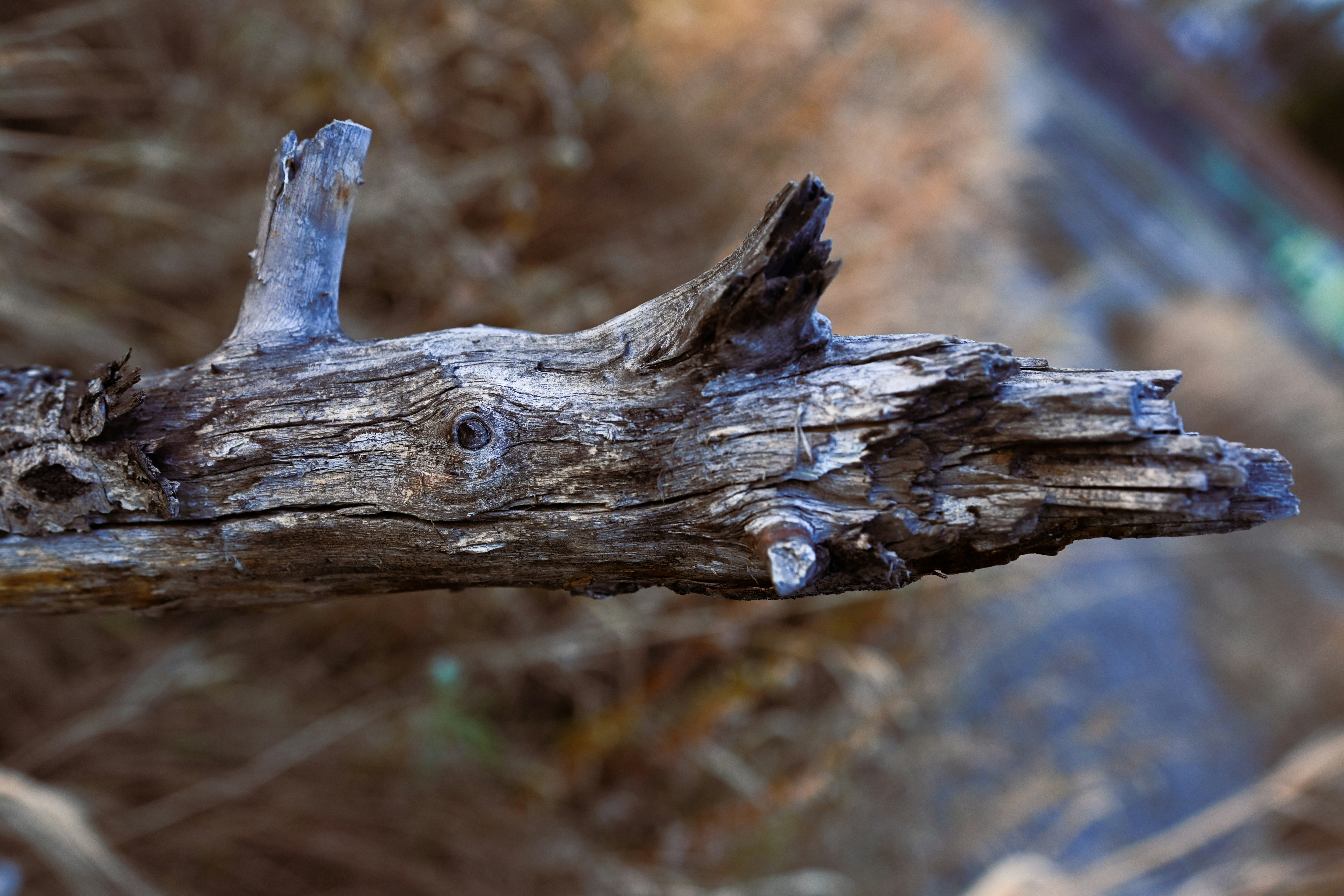 Photo by victoriakurcheva