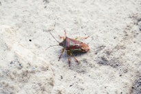 A bug that is sitting on the ground