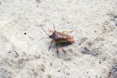 A bug that is sitting on the ground