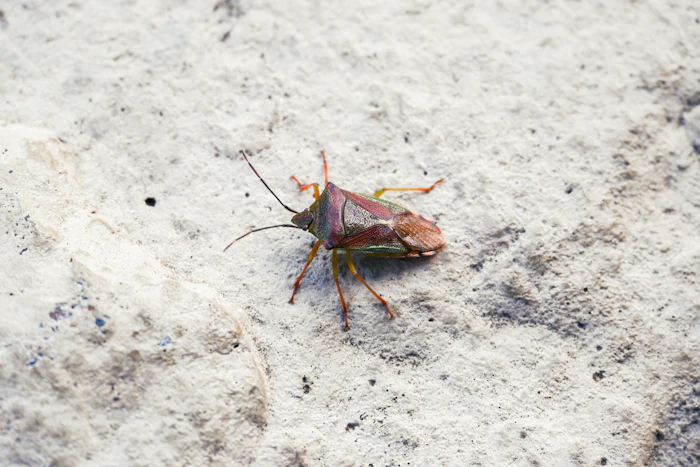 Close-up photo of a bed bug, a common household pest in El Mirage, AZ