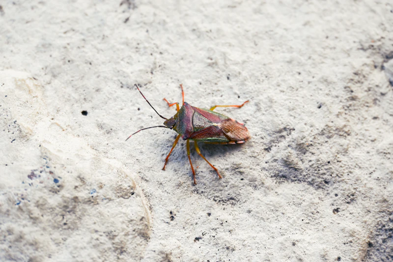Bed Bug