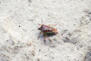 A bug that is sitting on the ground