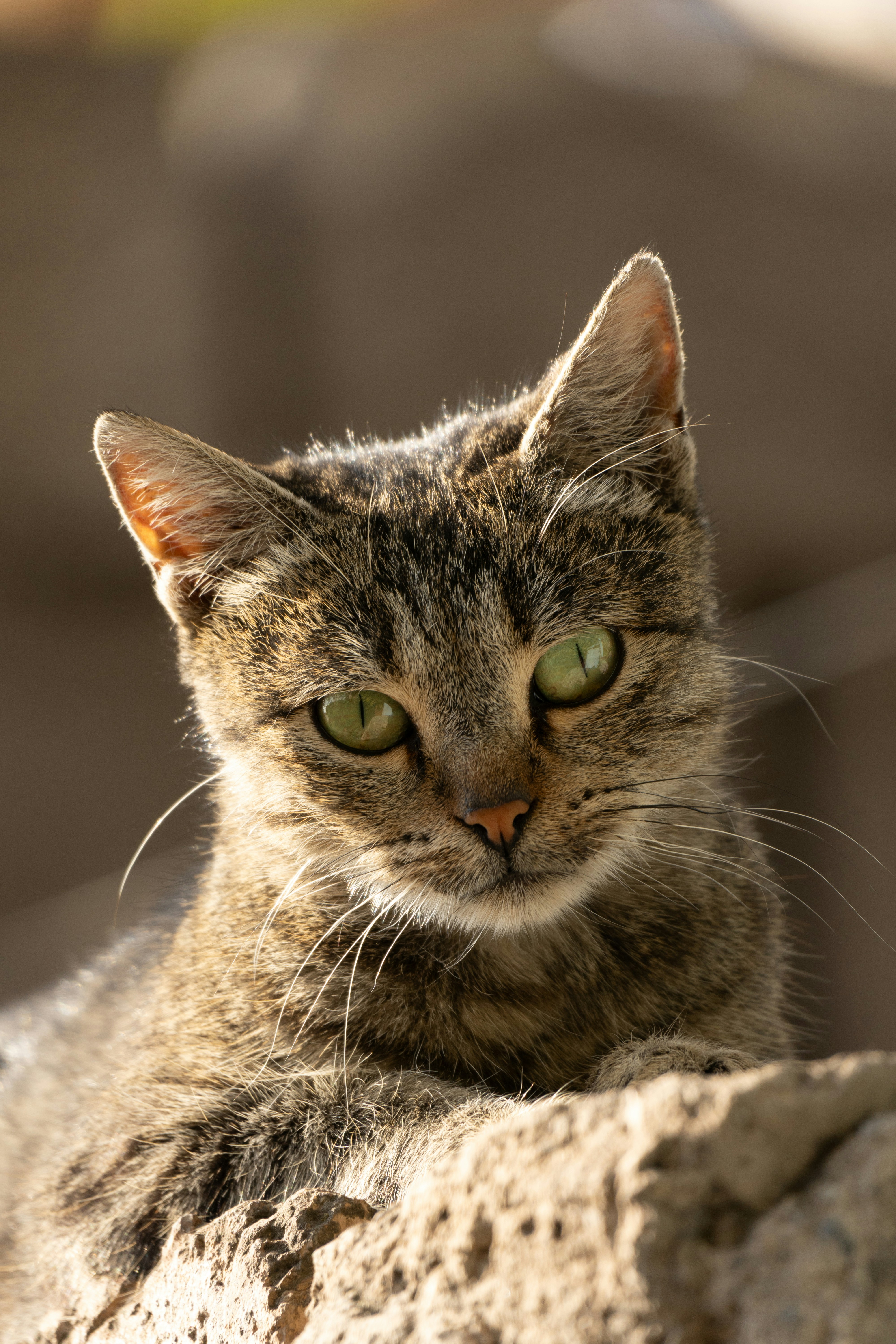 A close up of a cat laying on a rock