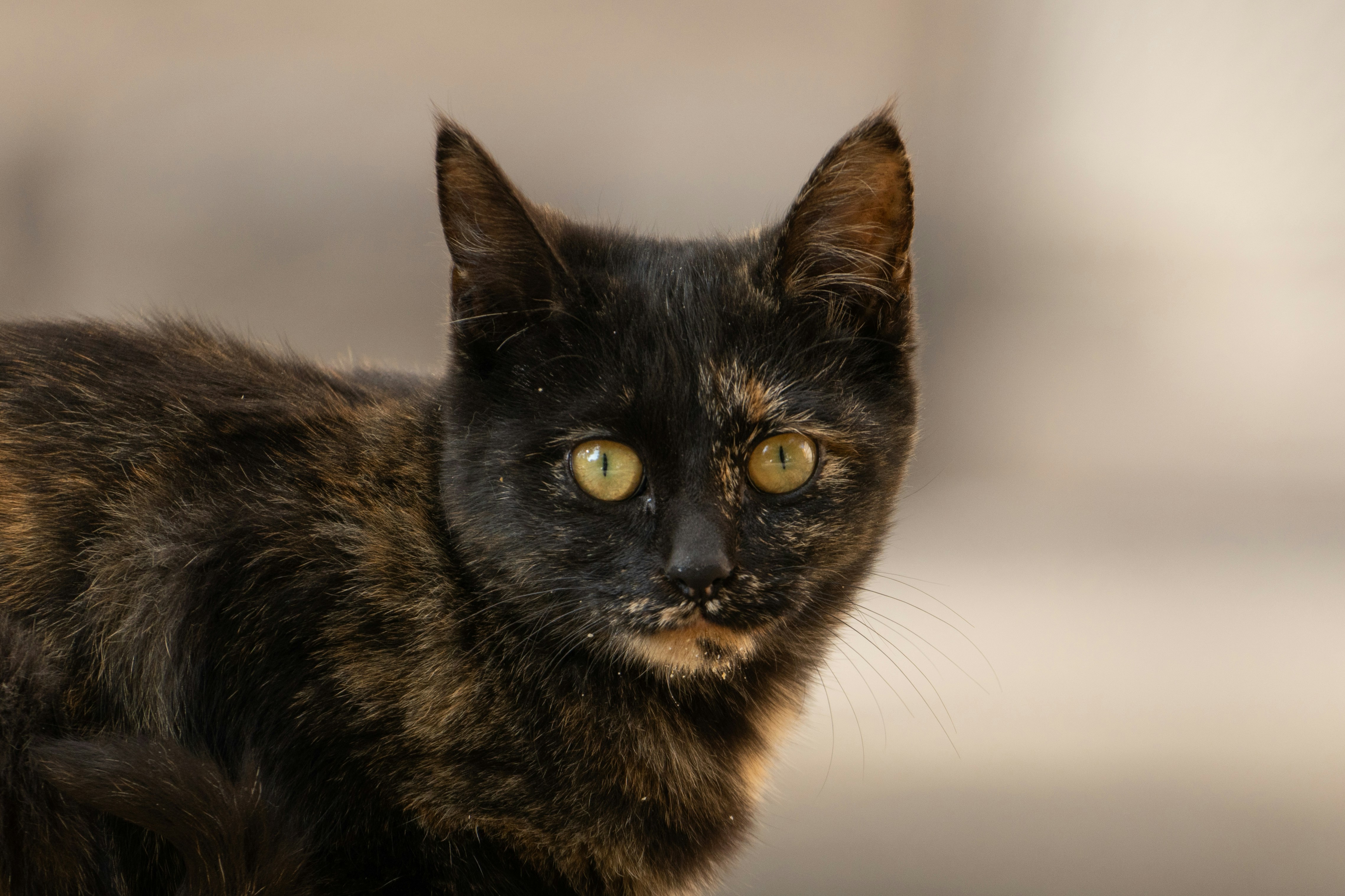A black and brown cat with yellow eyes