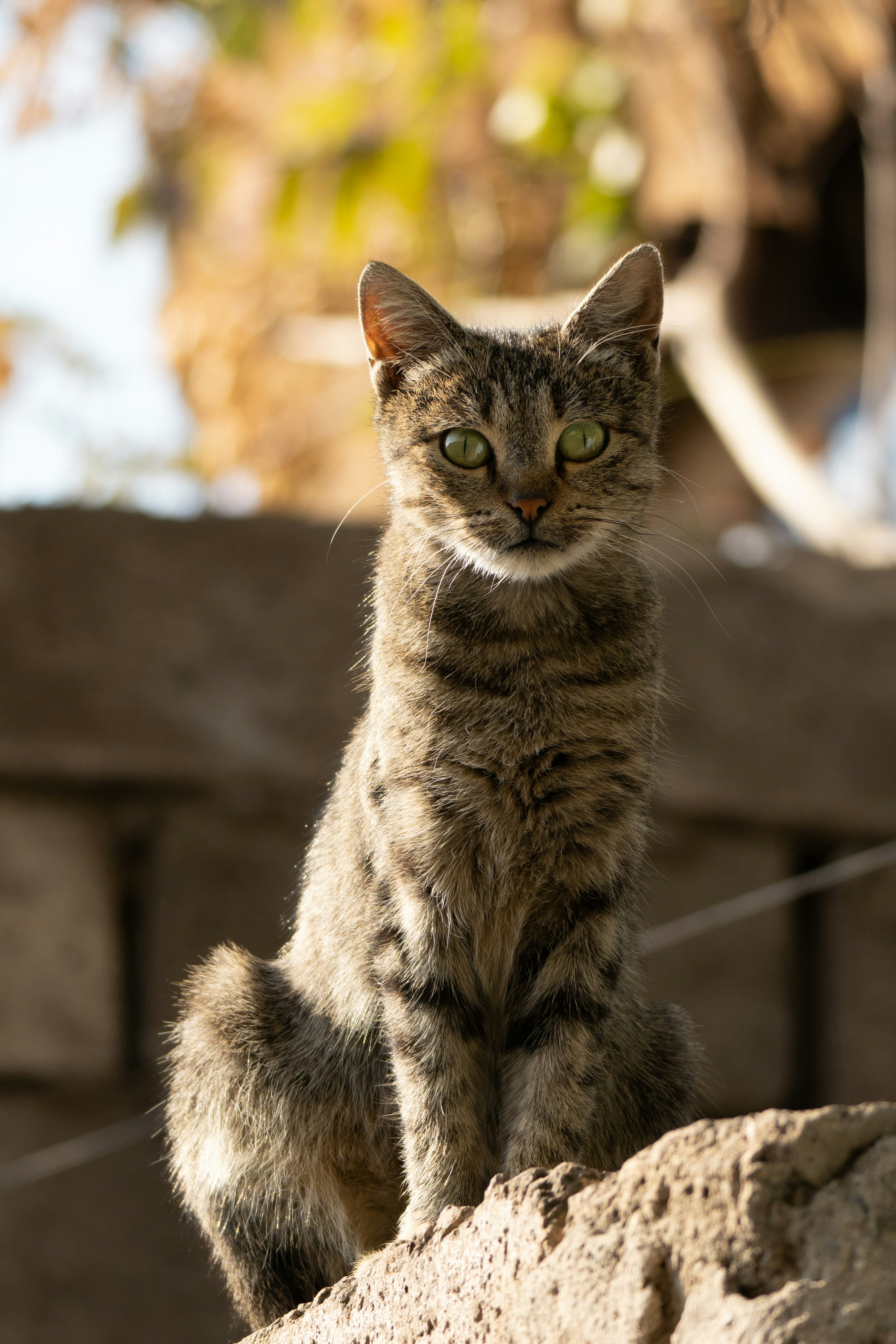 A cat sitting on top of a rock