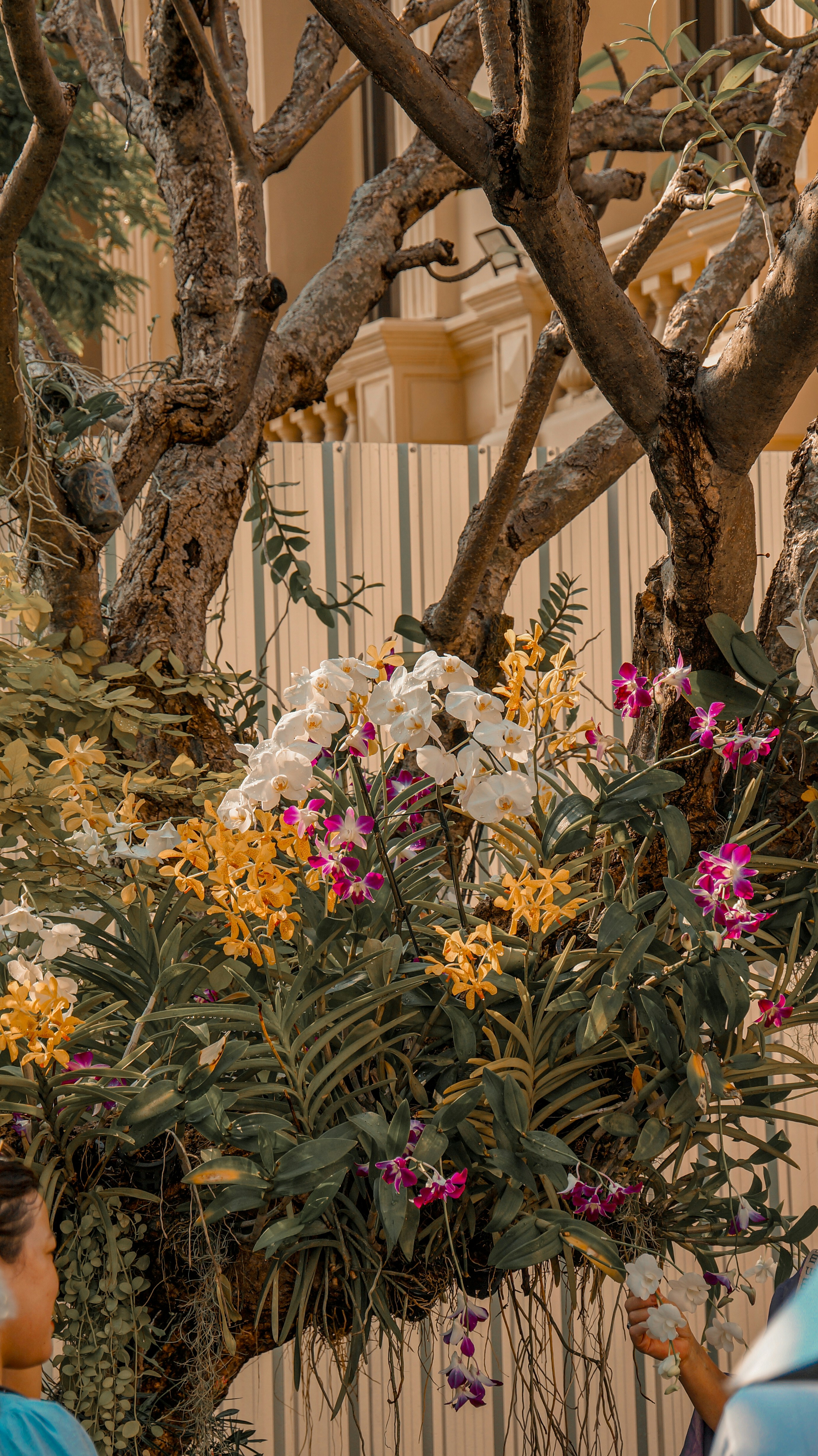 A group of people standing around a tree filled with flowers