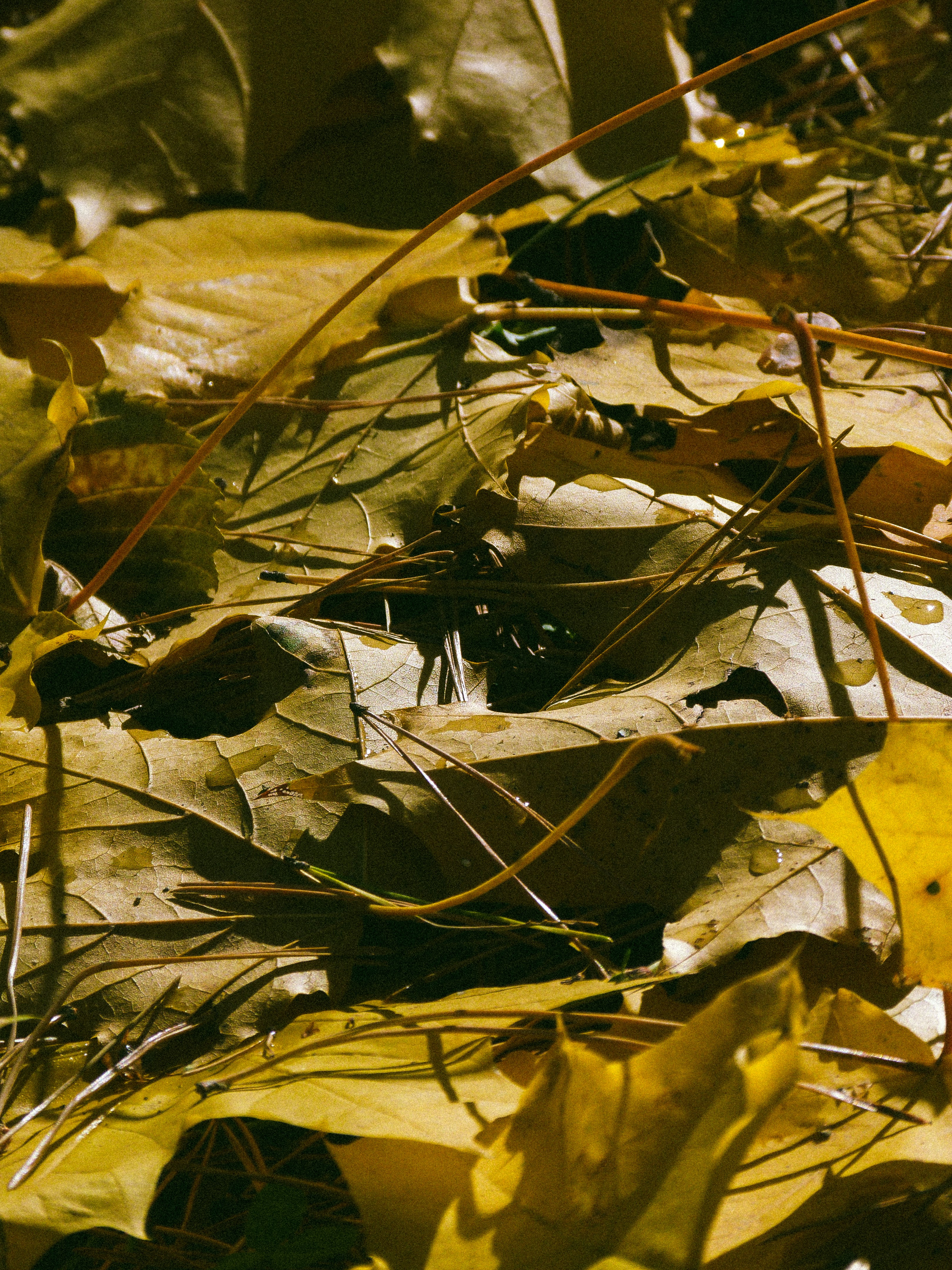 Photo by suleymanovae