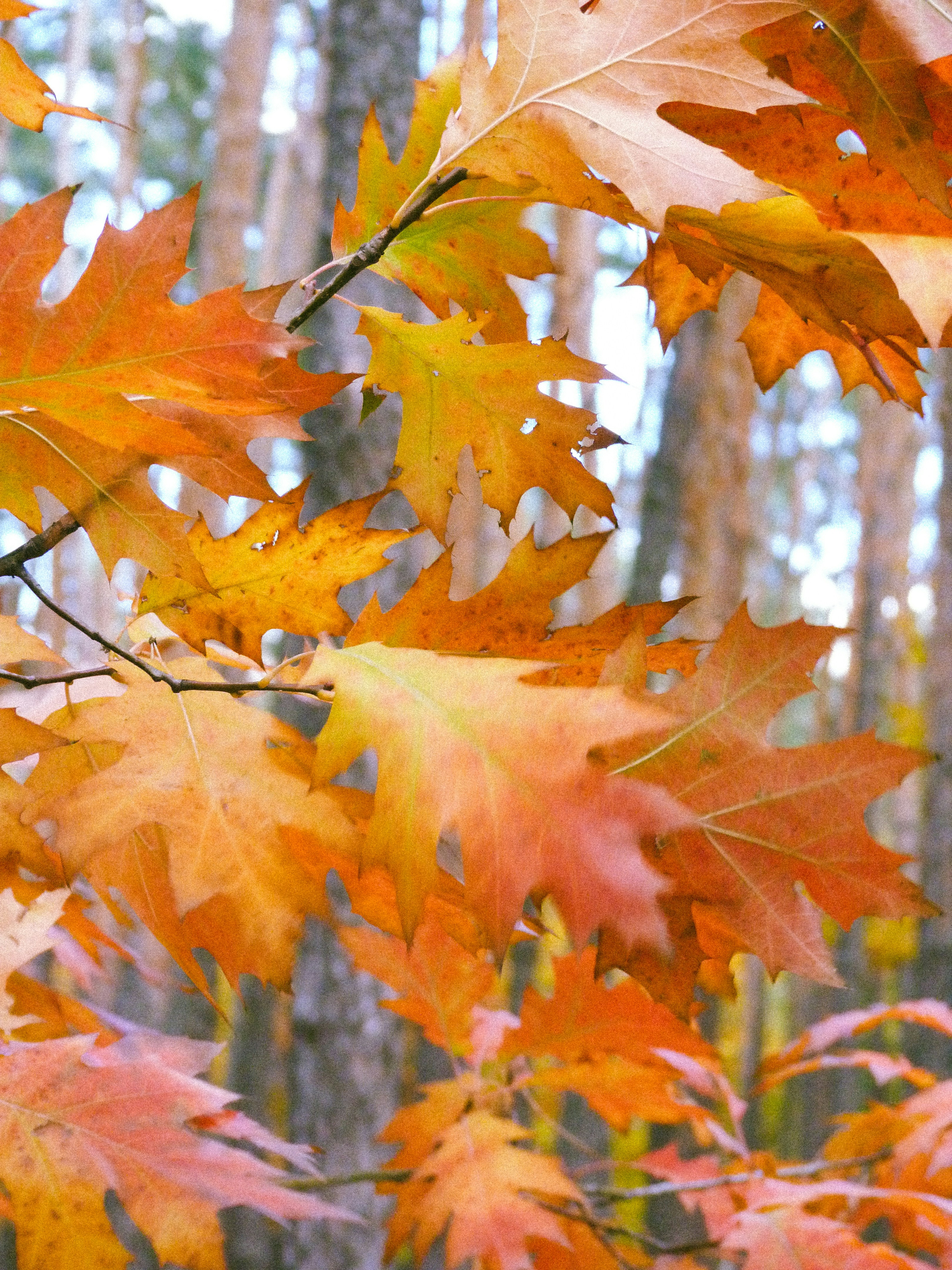 Photo by suleymanovae