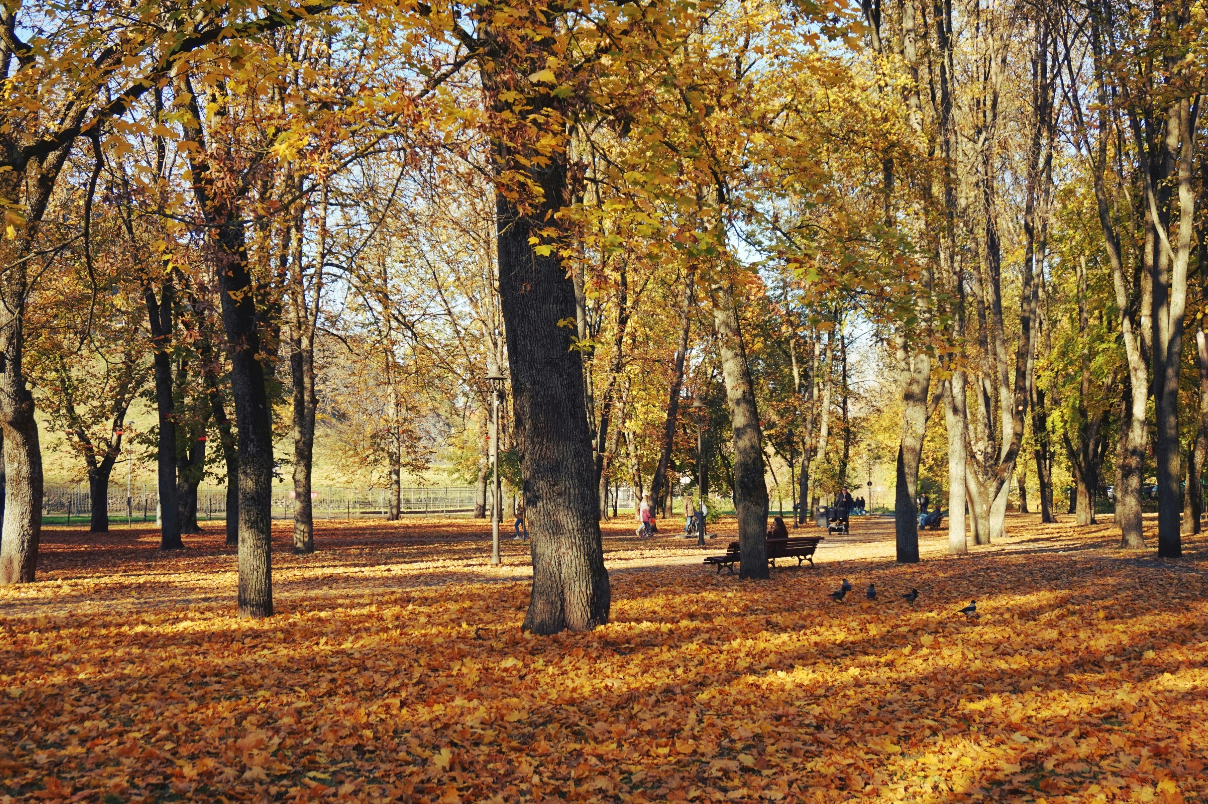 Image by Aurora Fox via Unsplash