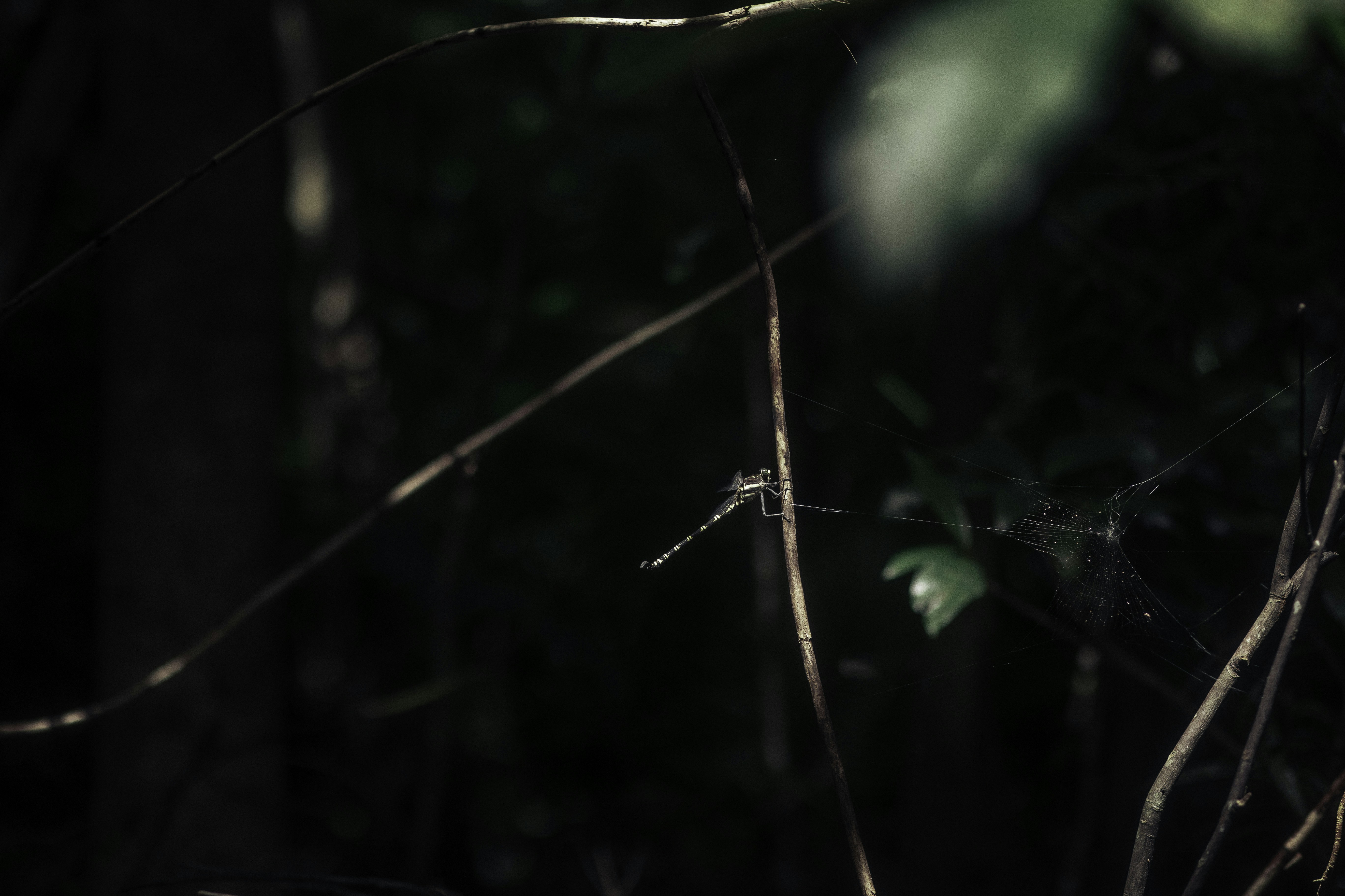 Photo by behindthetmuna