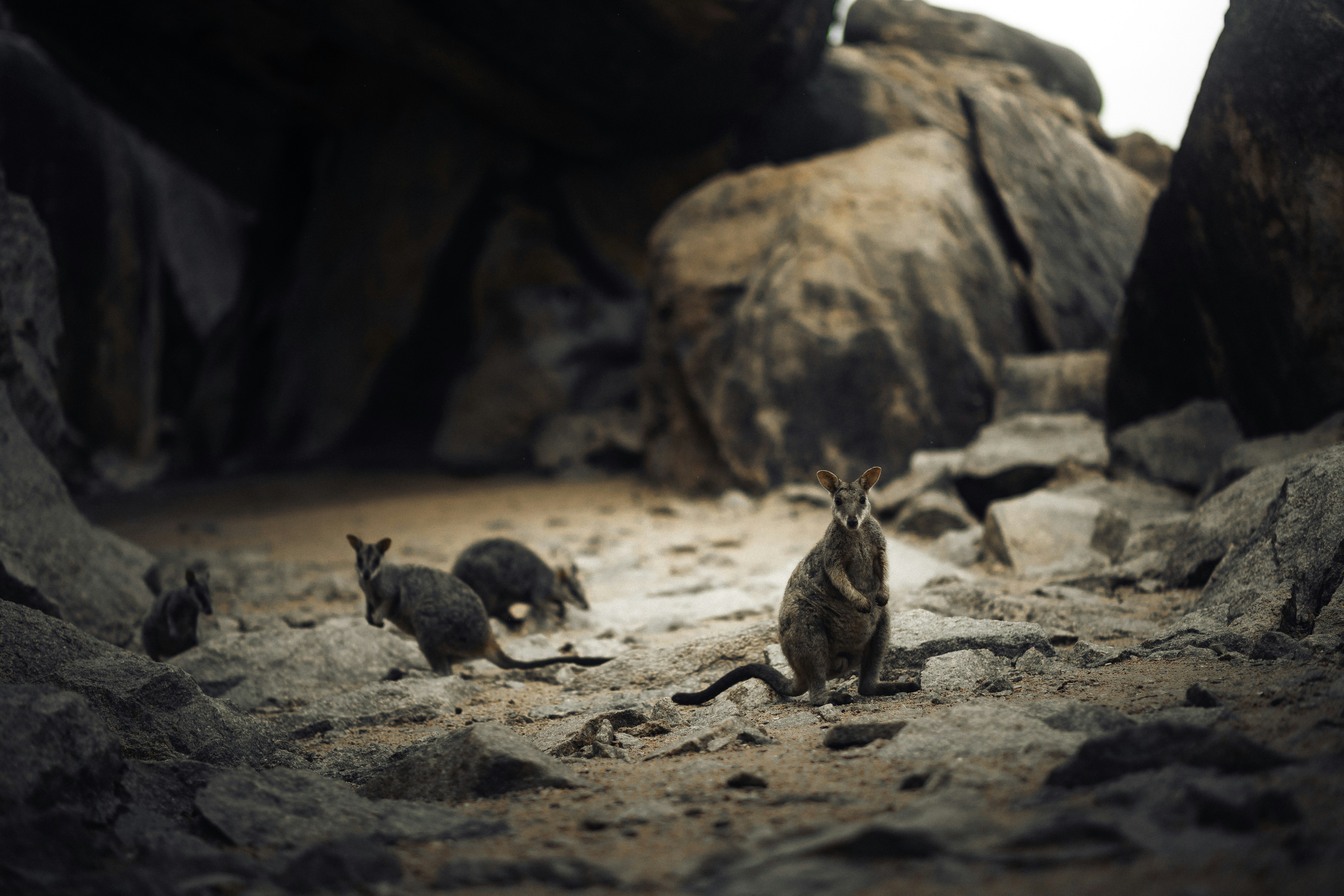 Predators and Threats: The Fragile Present (image credits: unsplash)