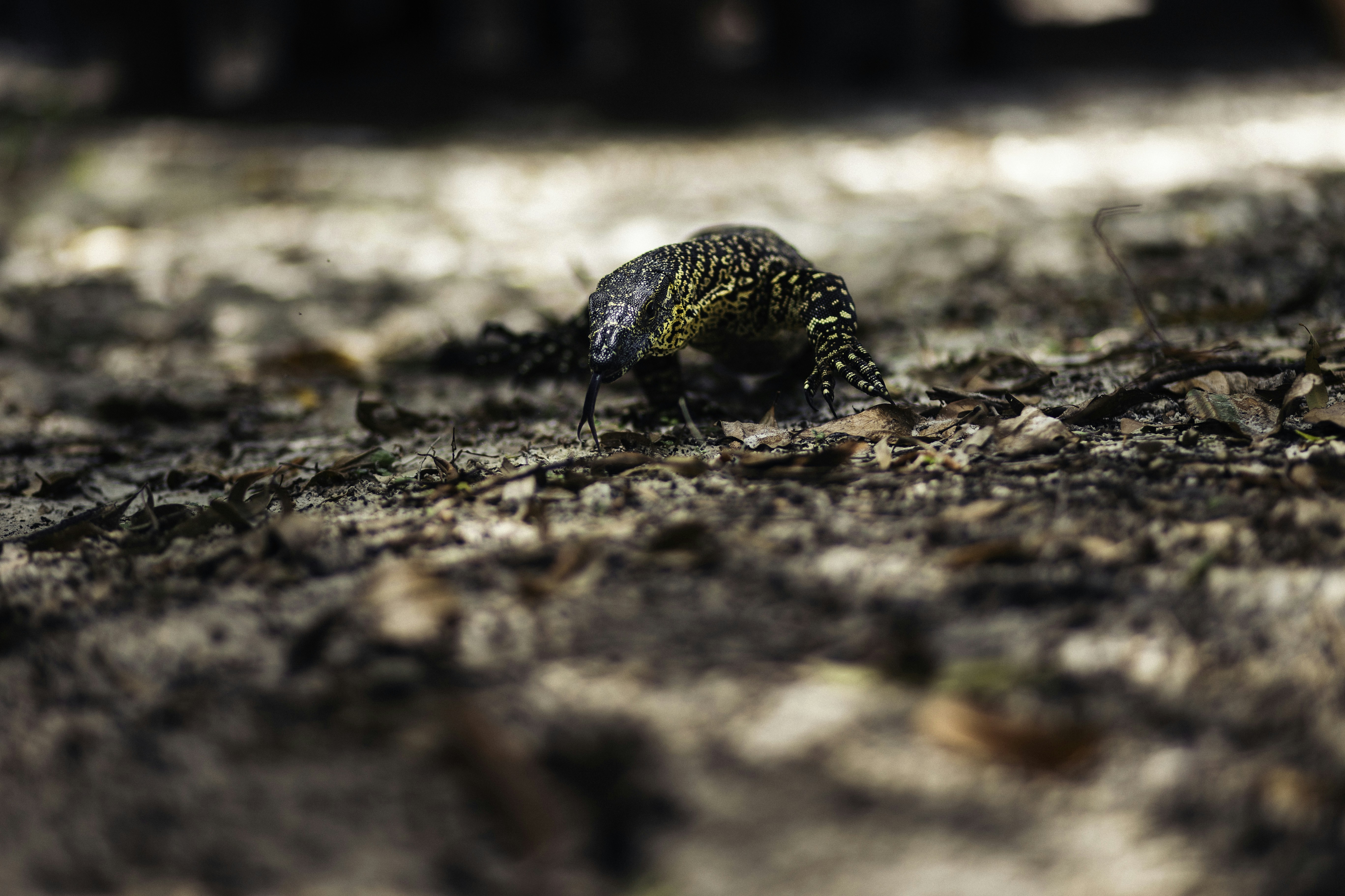 Photo by behindthetmuna