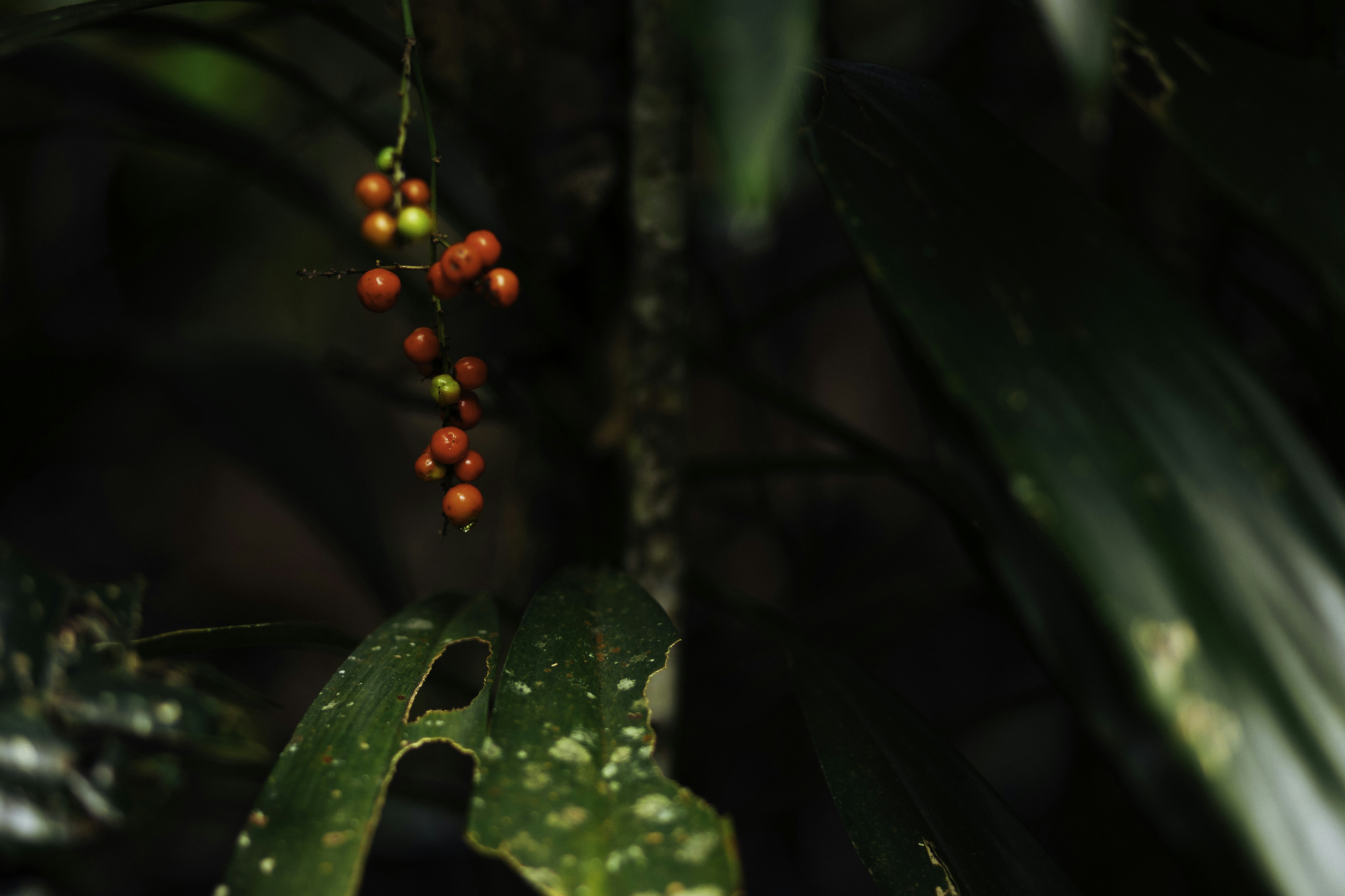 Photo by behindthetmuna