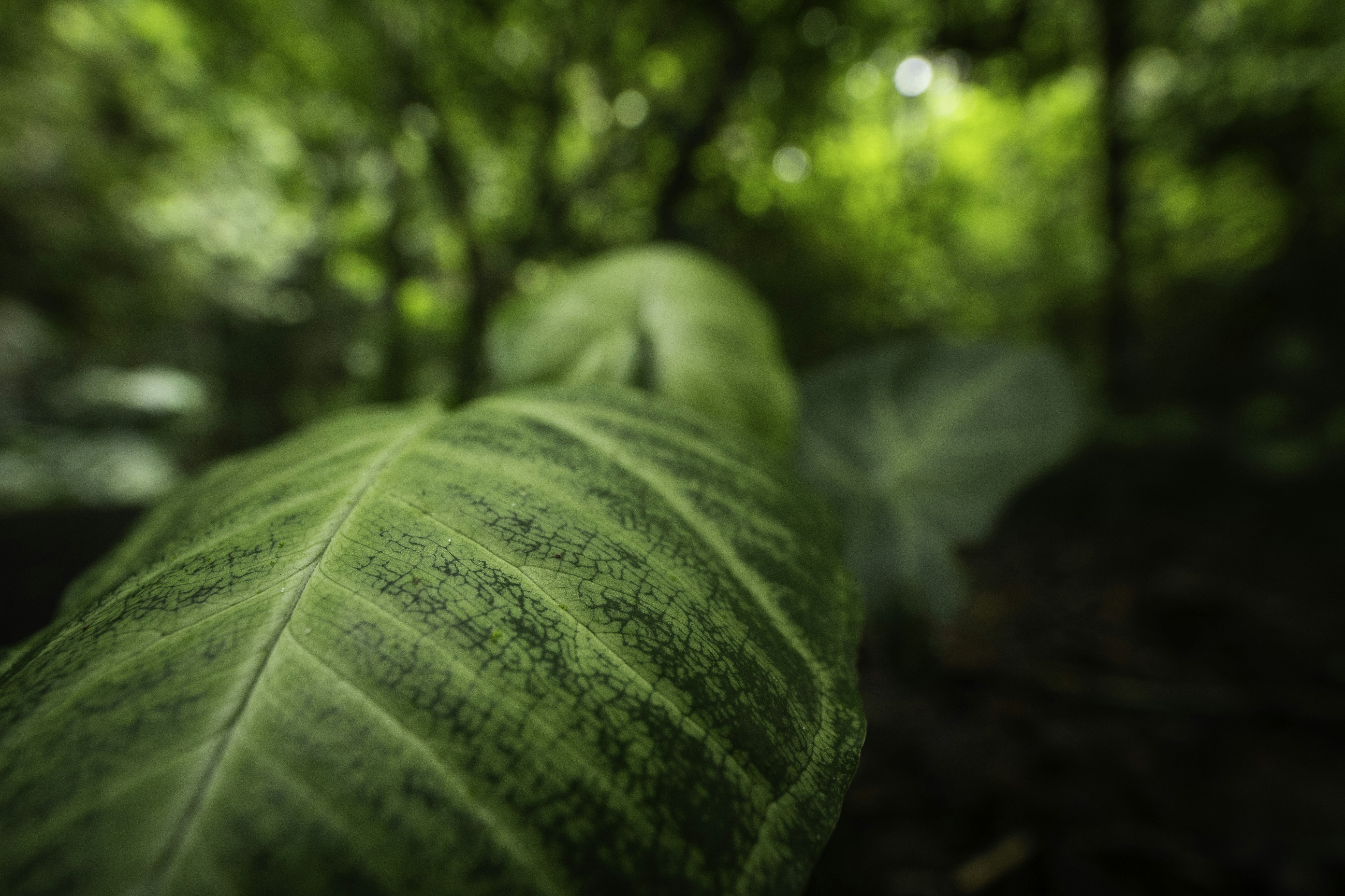 A close up of a green leaf in a forest