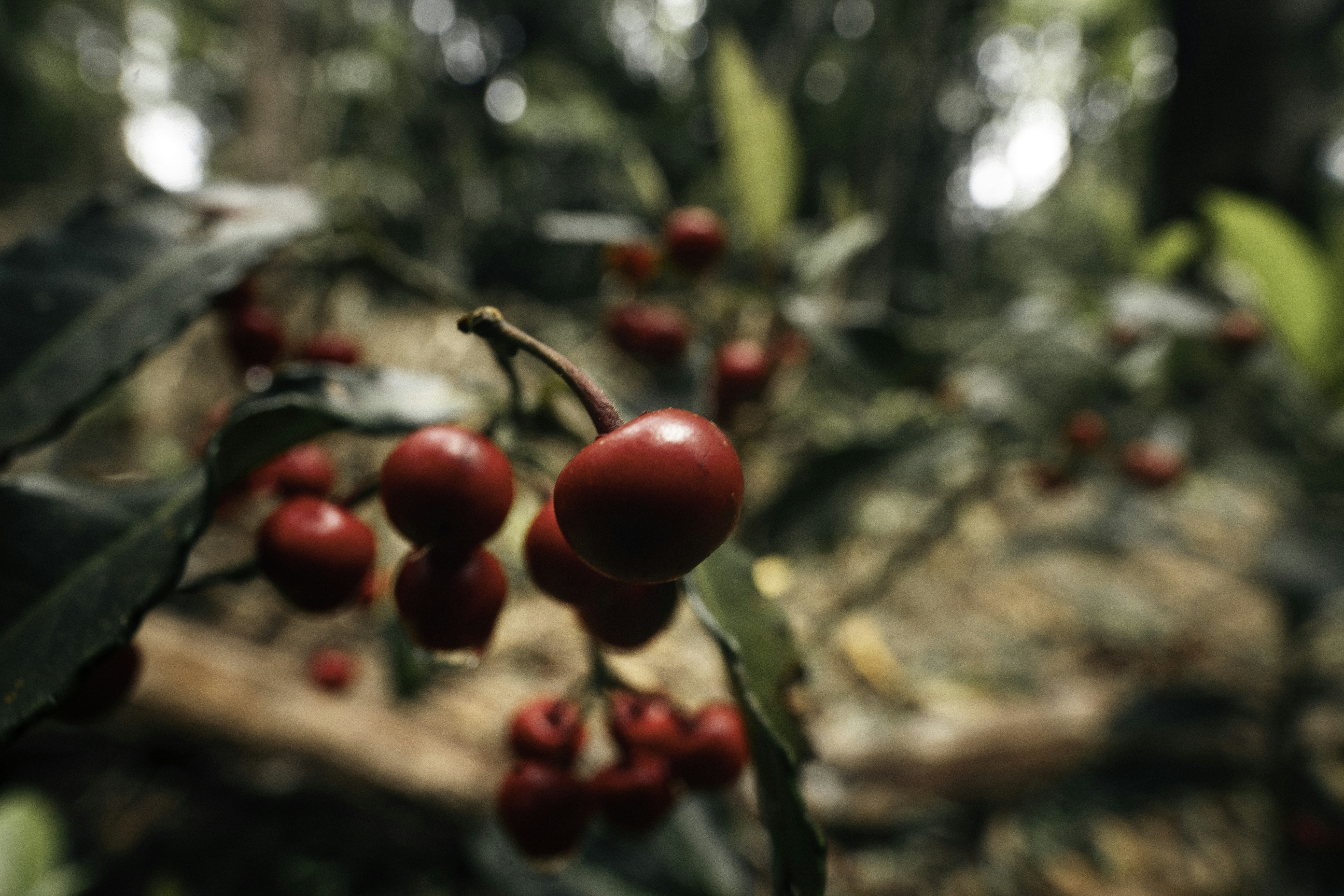 Photo by behindthetmuna