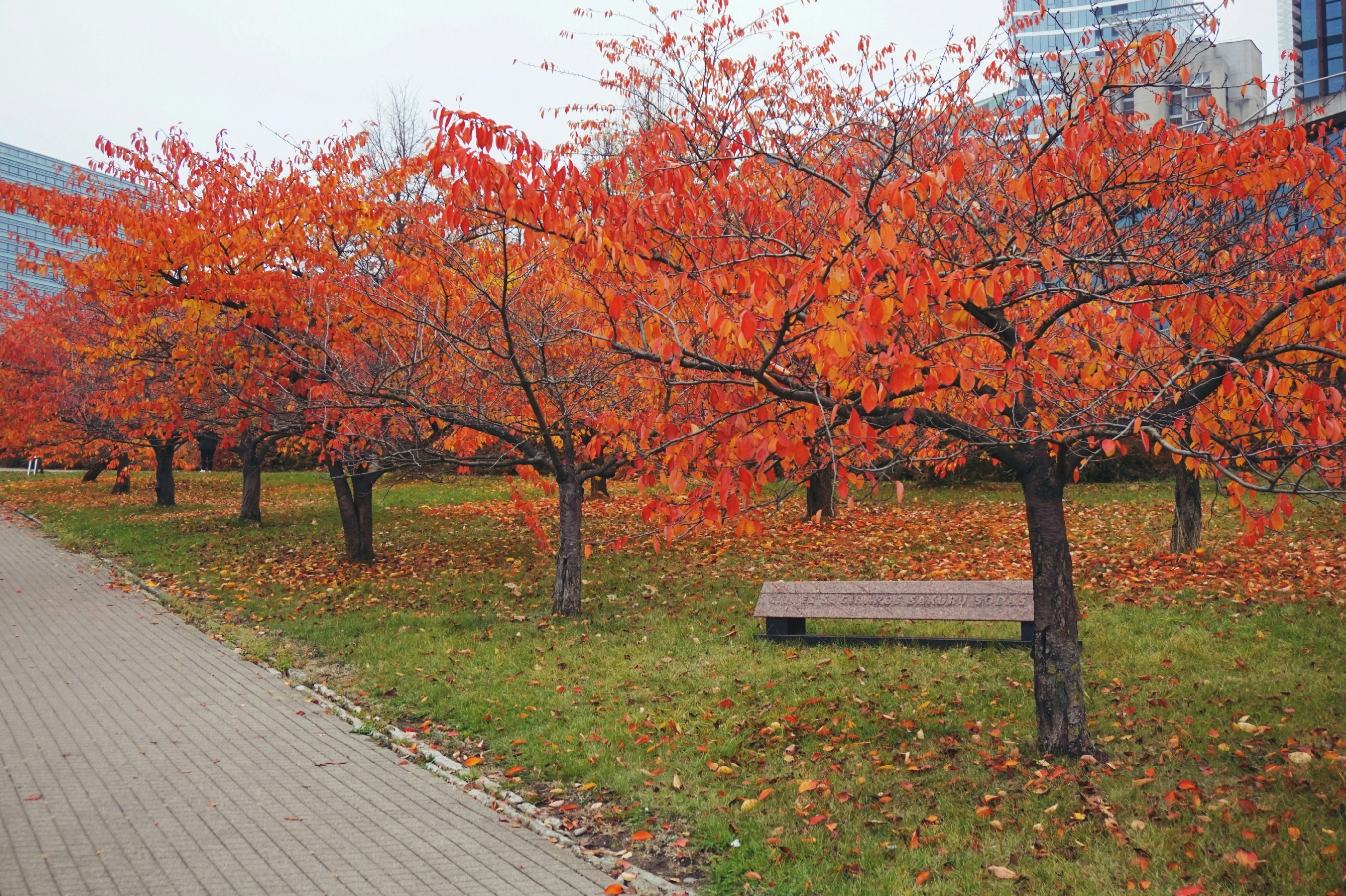 ベンチとオレンジ色の葉が茂る木々のある公園