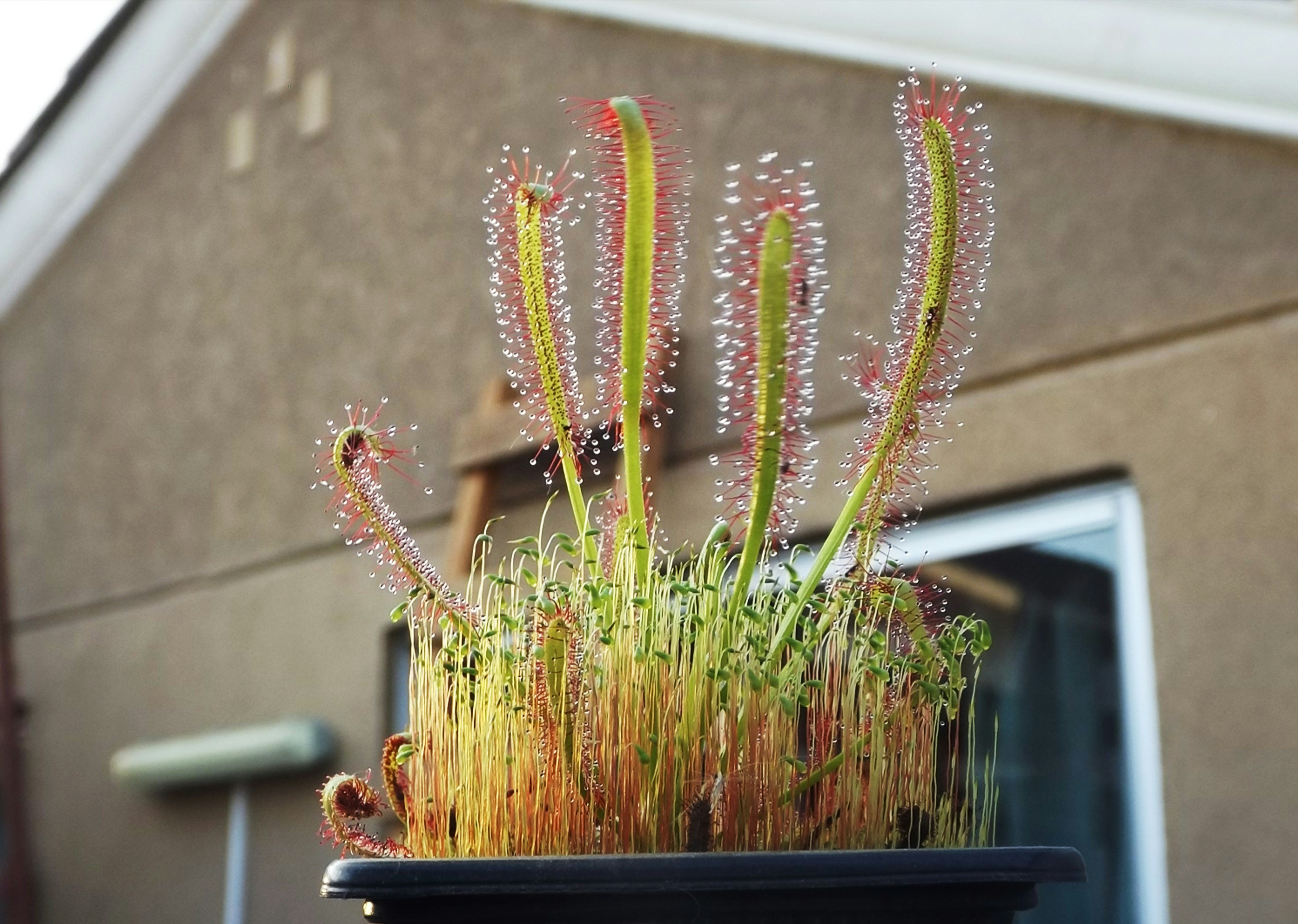 Росичка — Drosera capensis