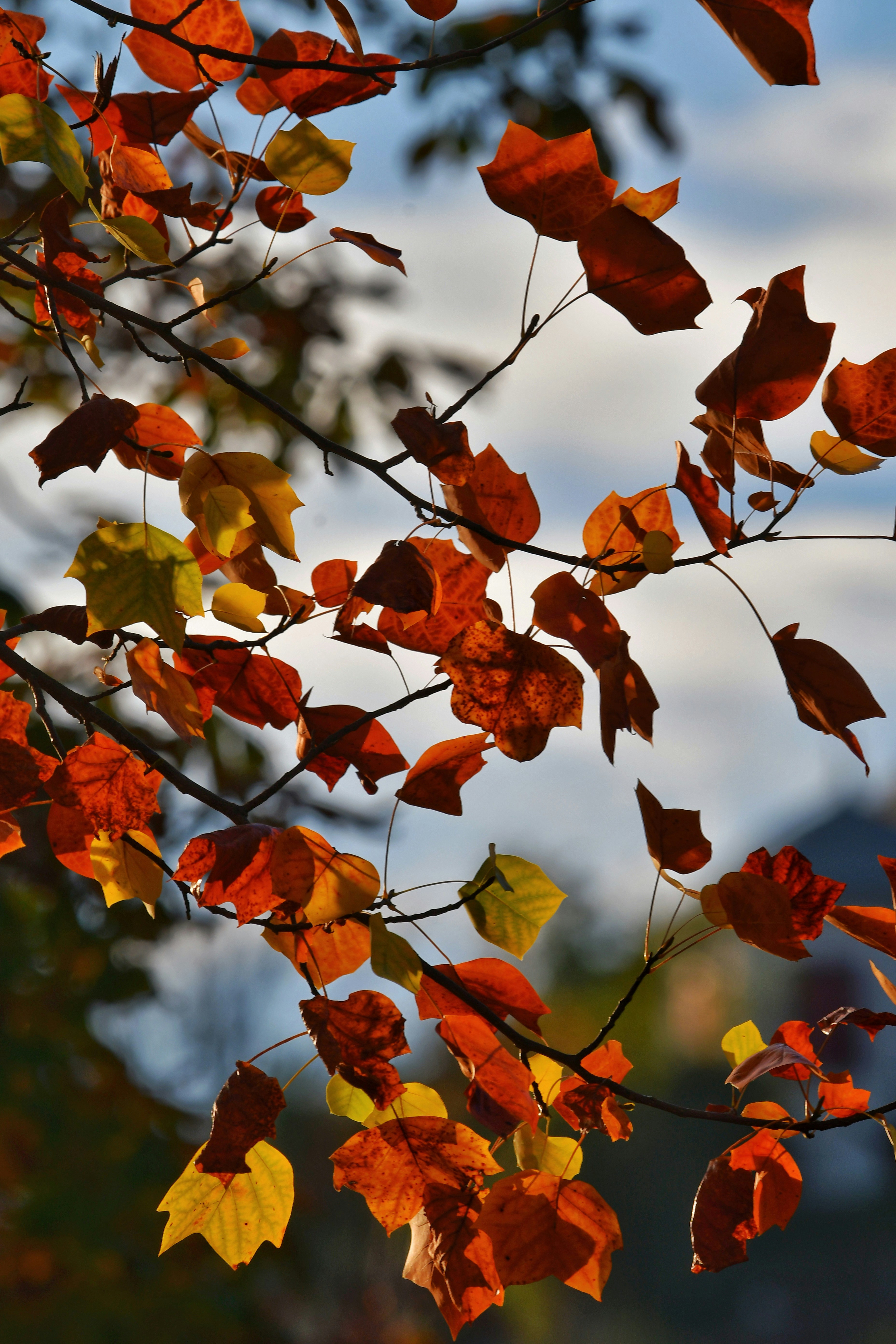 Photo by pedrino5_official