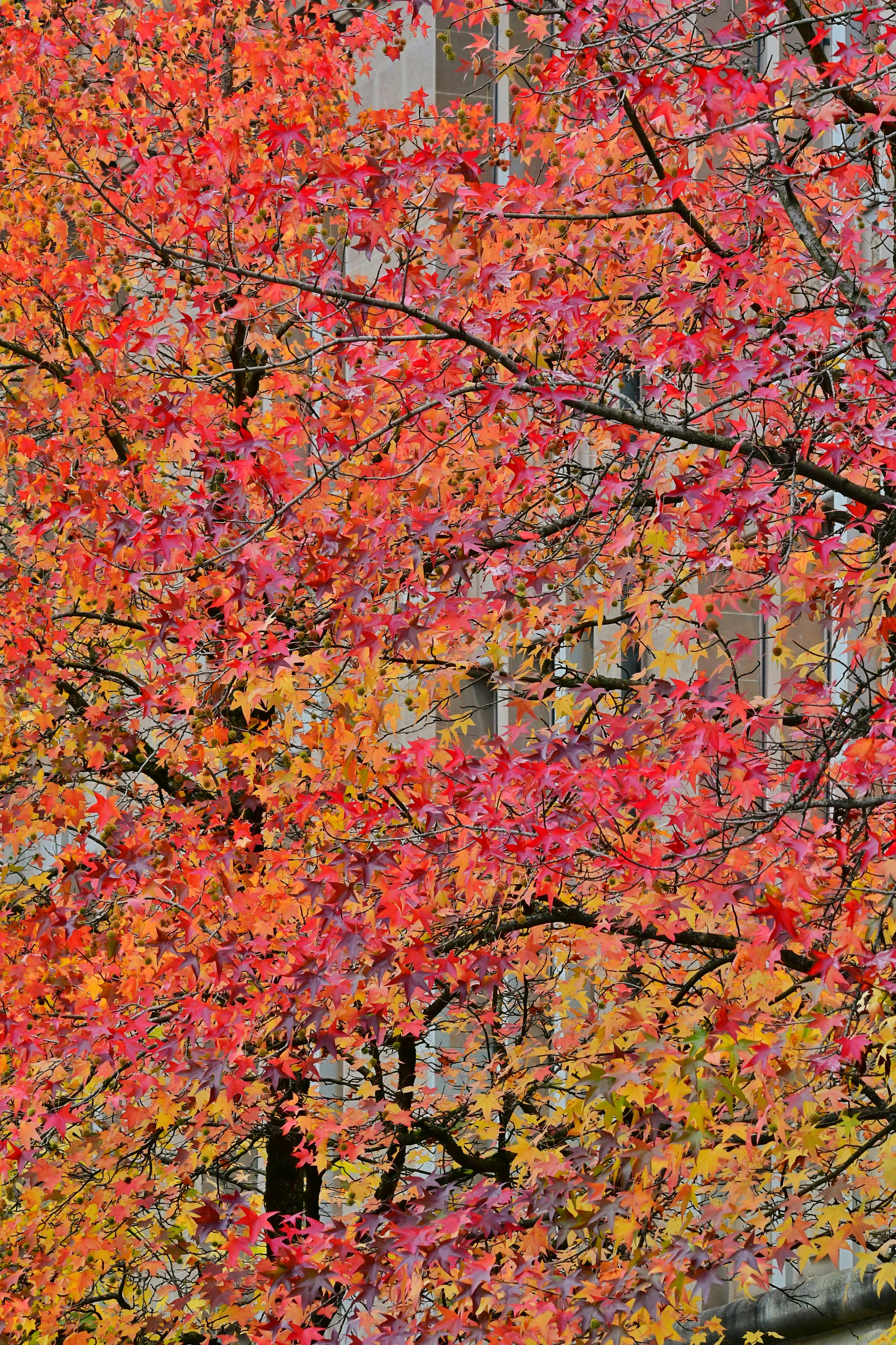 Photo by pedrino5_official