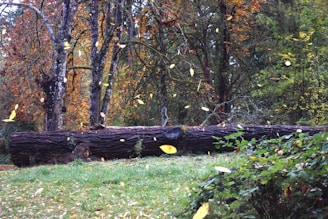 A fallen tree laying on top of a lush green field