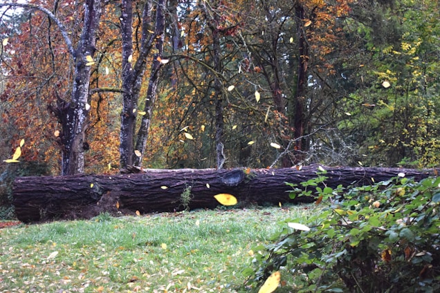 A fallen tree laying on top of a lush green field
