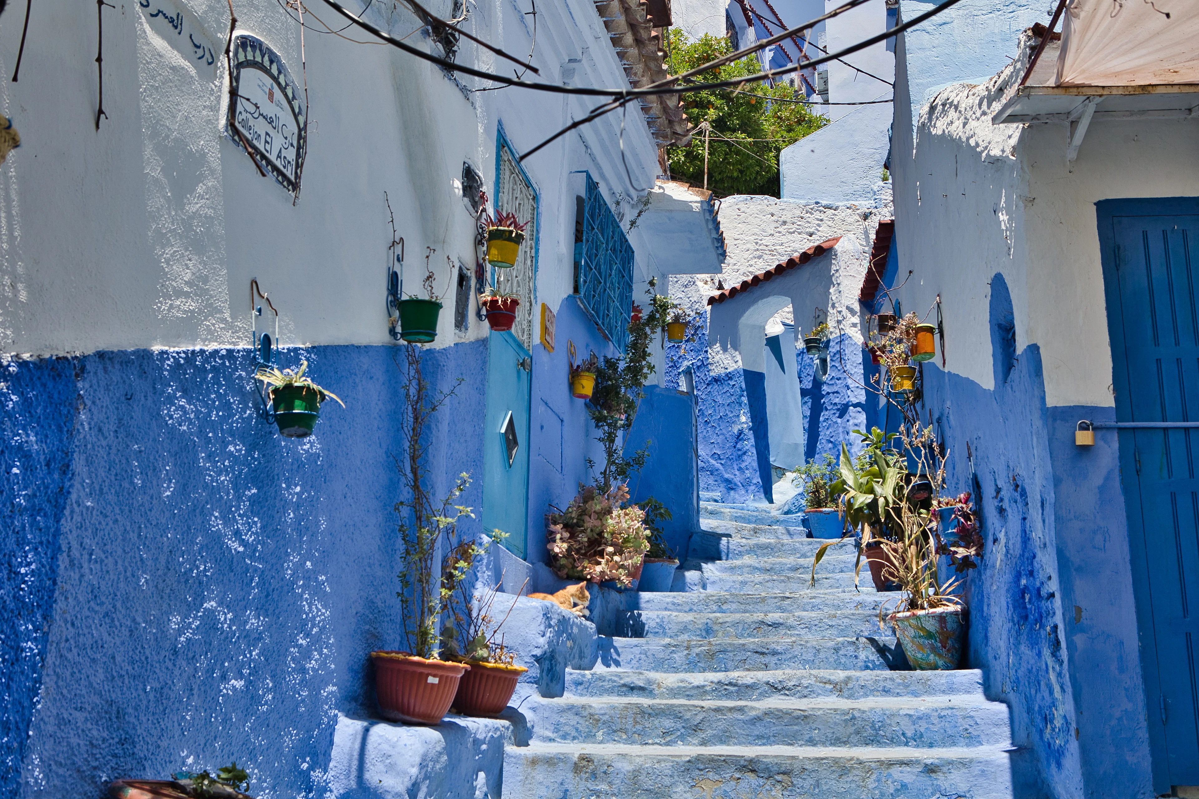 A blue-washed stairway street lined with potted plants in Chefchaouen