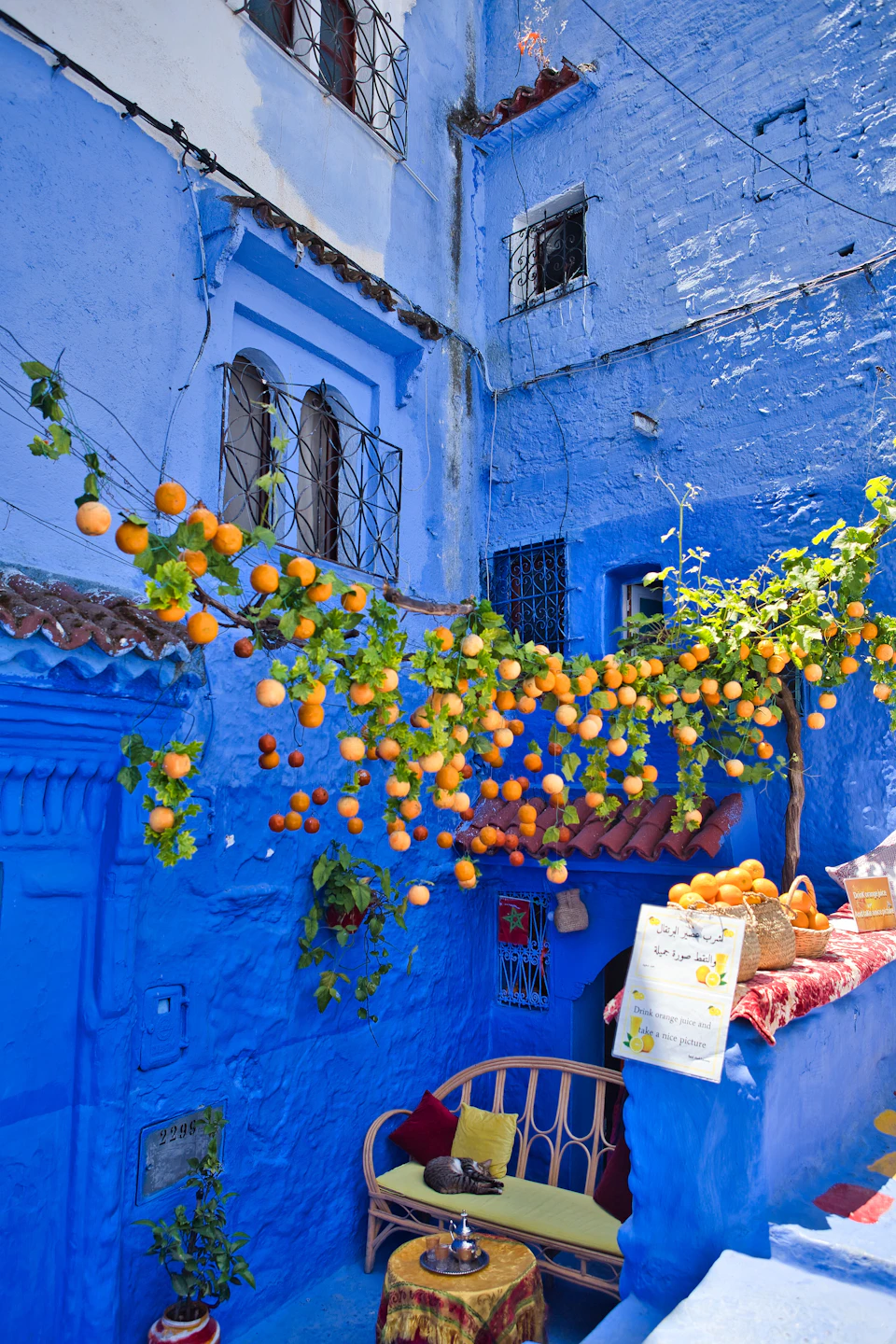 Orangenbäume, die über eine leuchtend blaue Mauer hängen