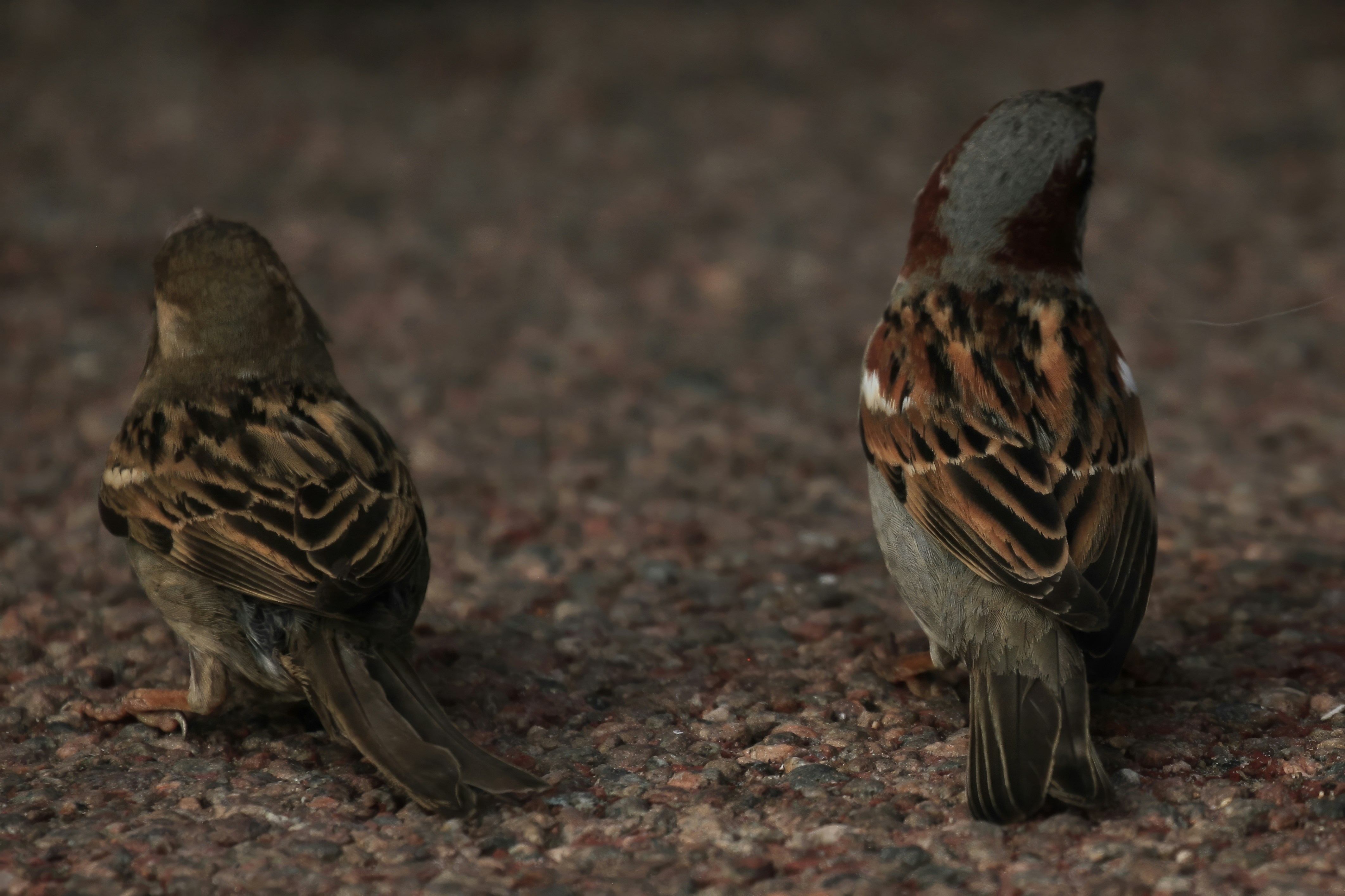 A couple of birds that are standing in the dirt