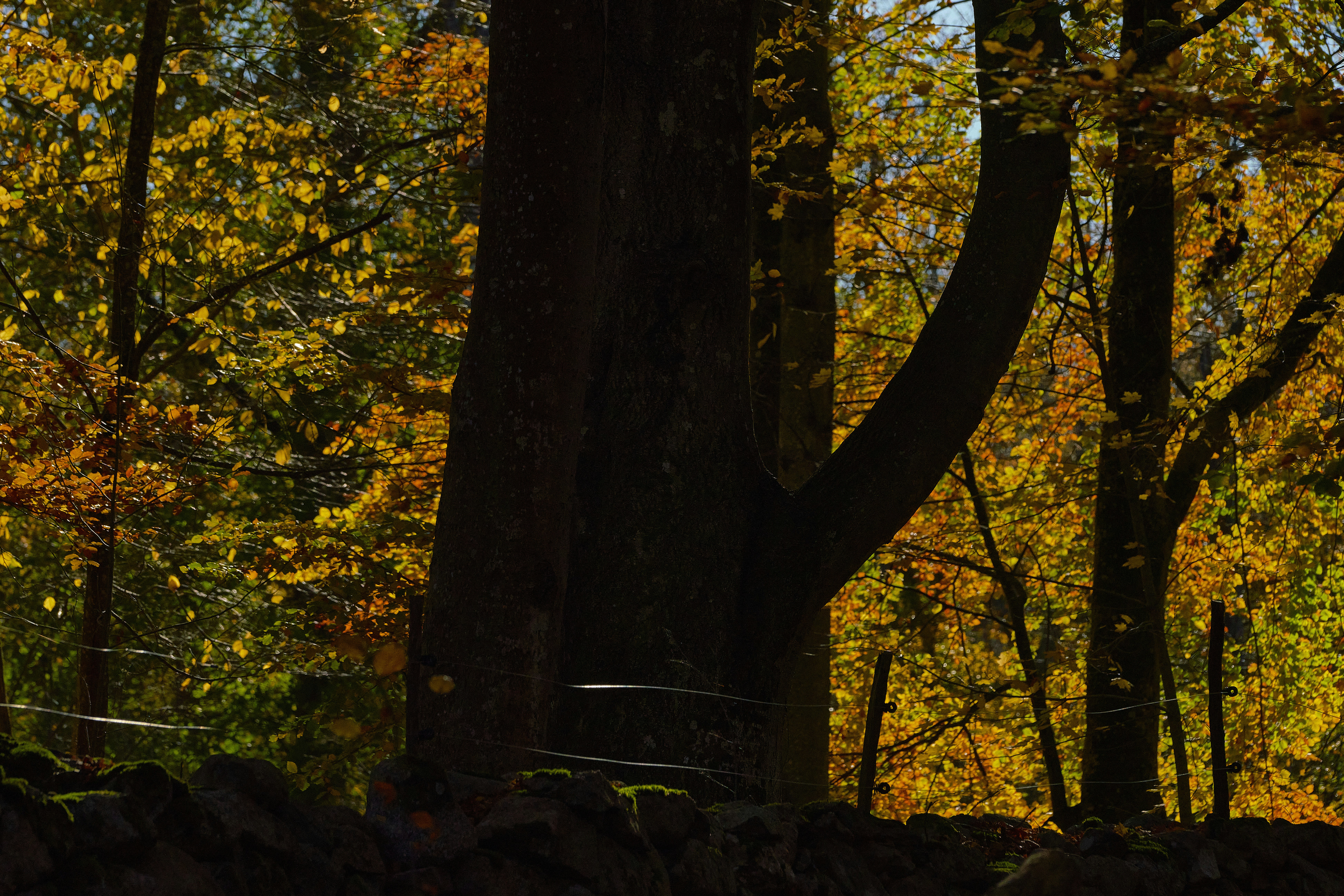 Eine Bank mitten im Wald