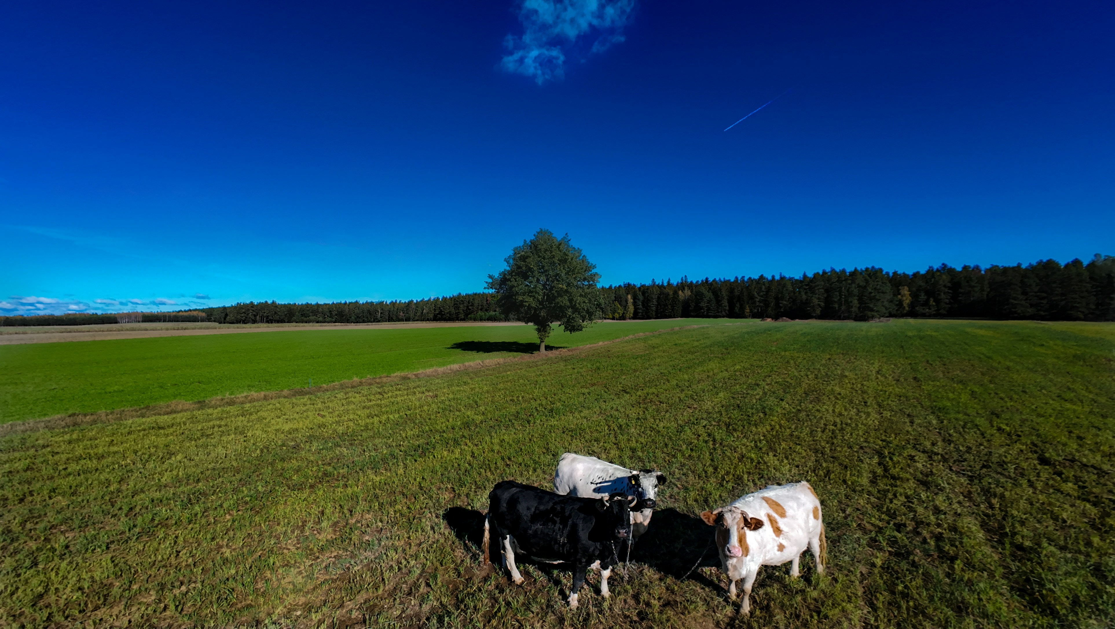 Photo by kirbysapporo