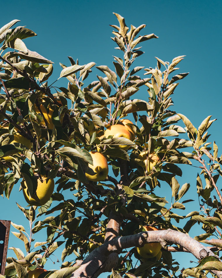 Tree full of oranges