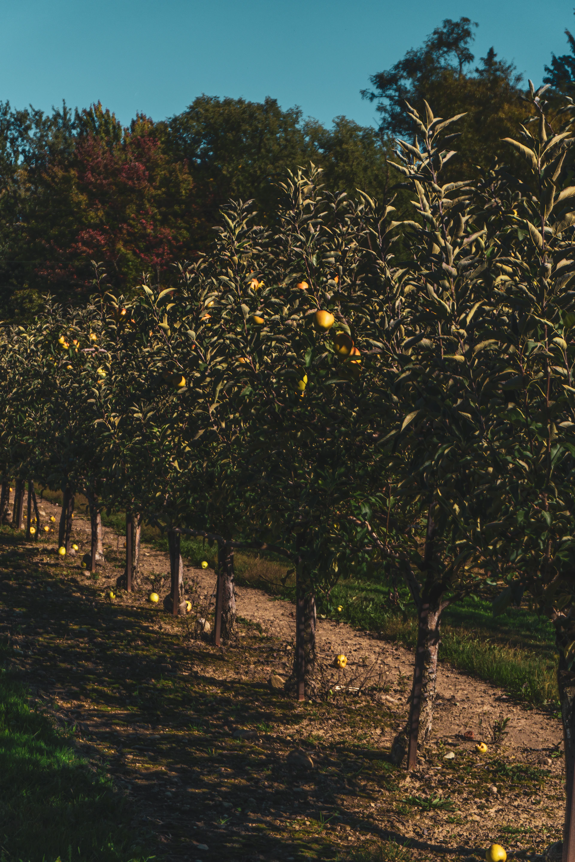 A row of trees filled with lots of fruit