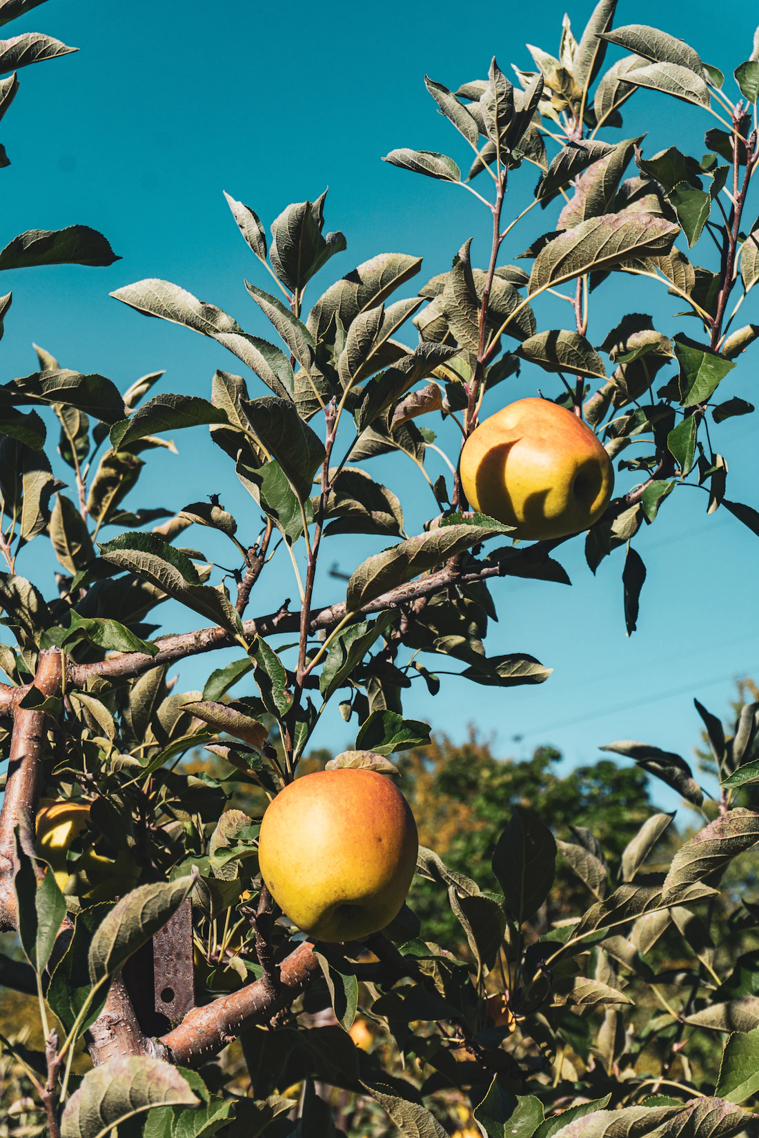 Oranges on the tree against the sky