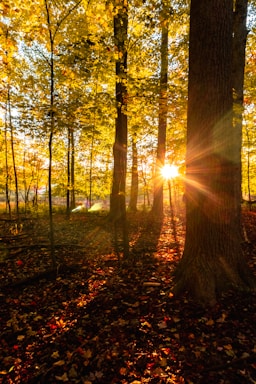The sun is shining through the trees in the woods