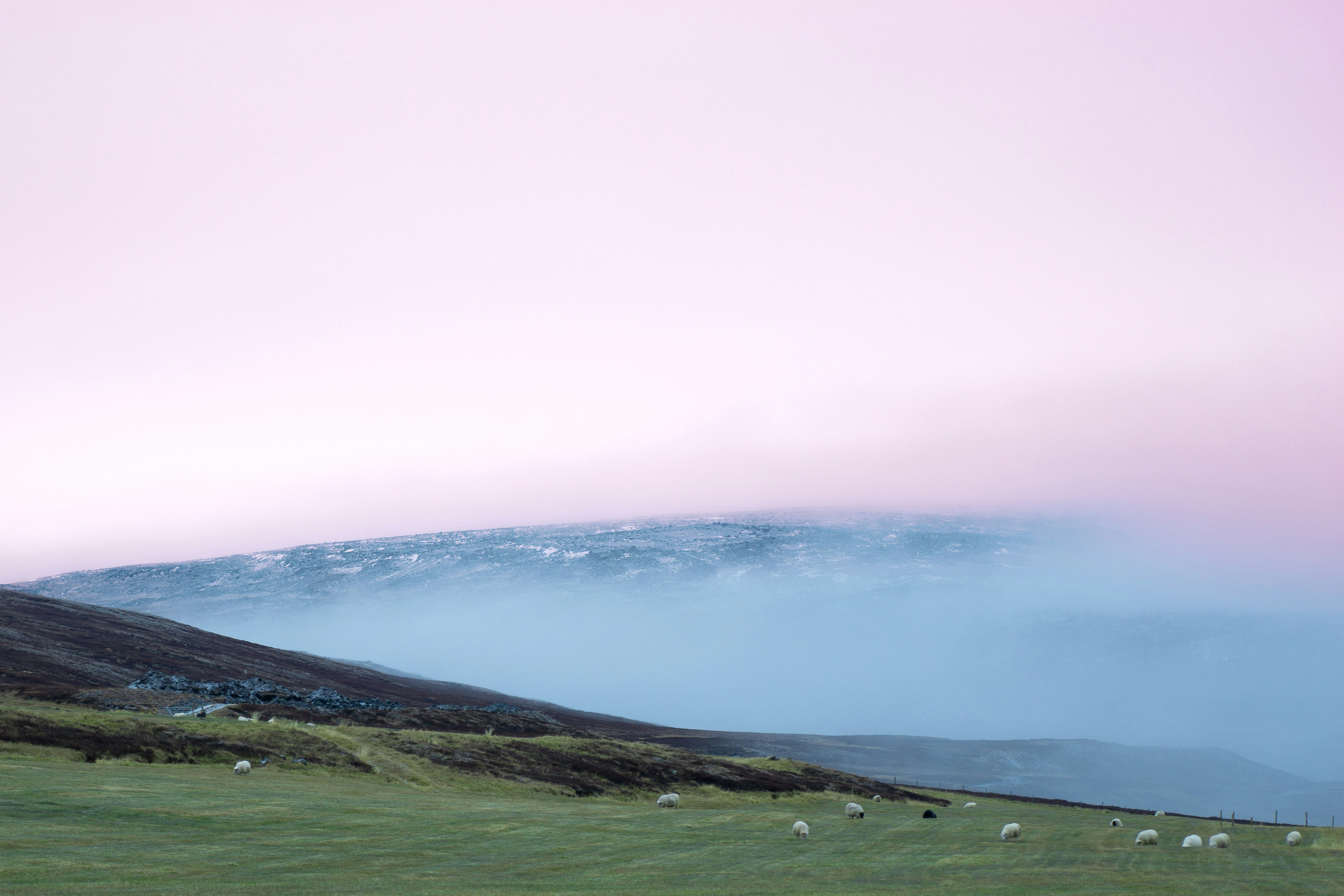 A herd of sheep grazing on a lush green hillside