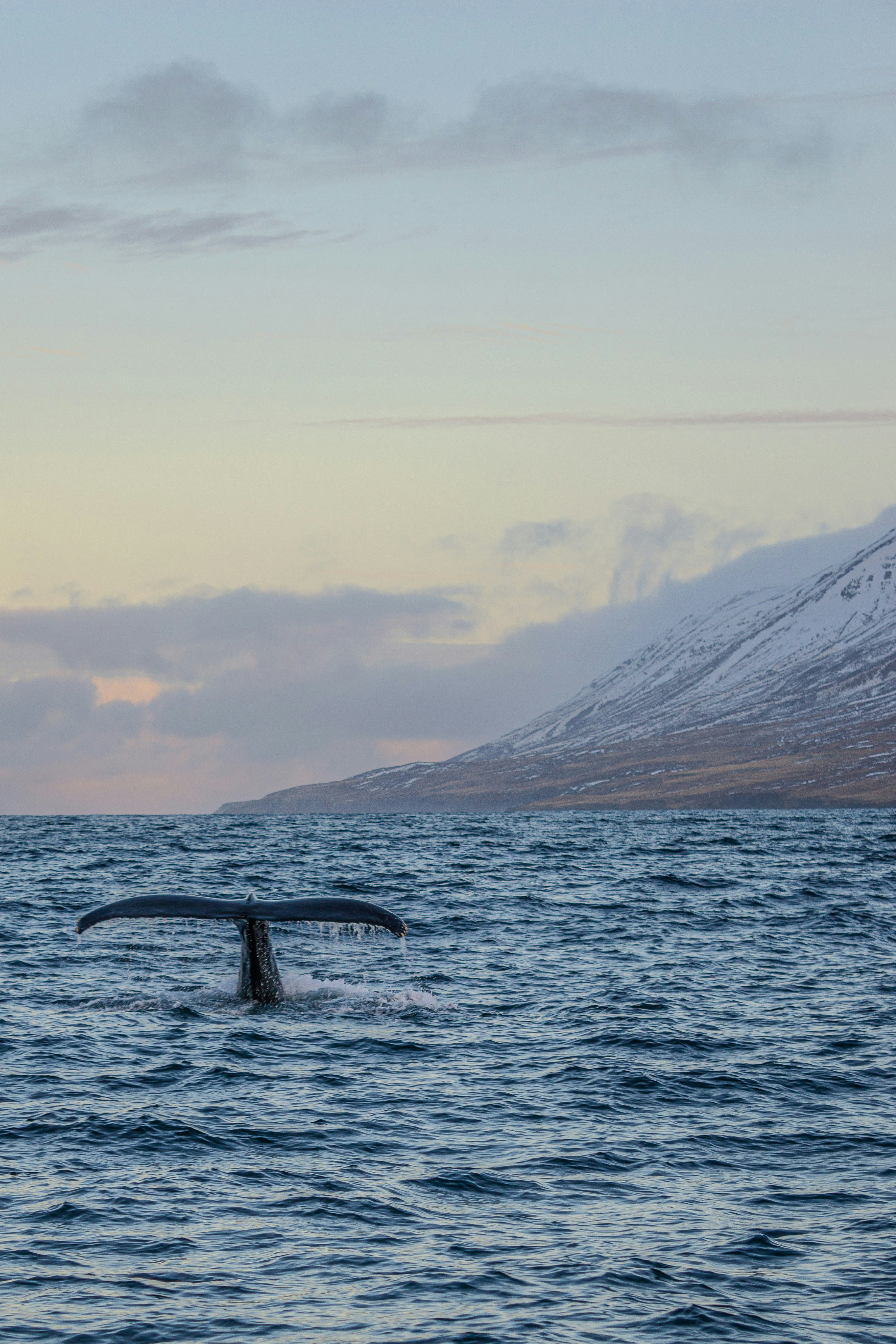 A whale tail flups out of the water