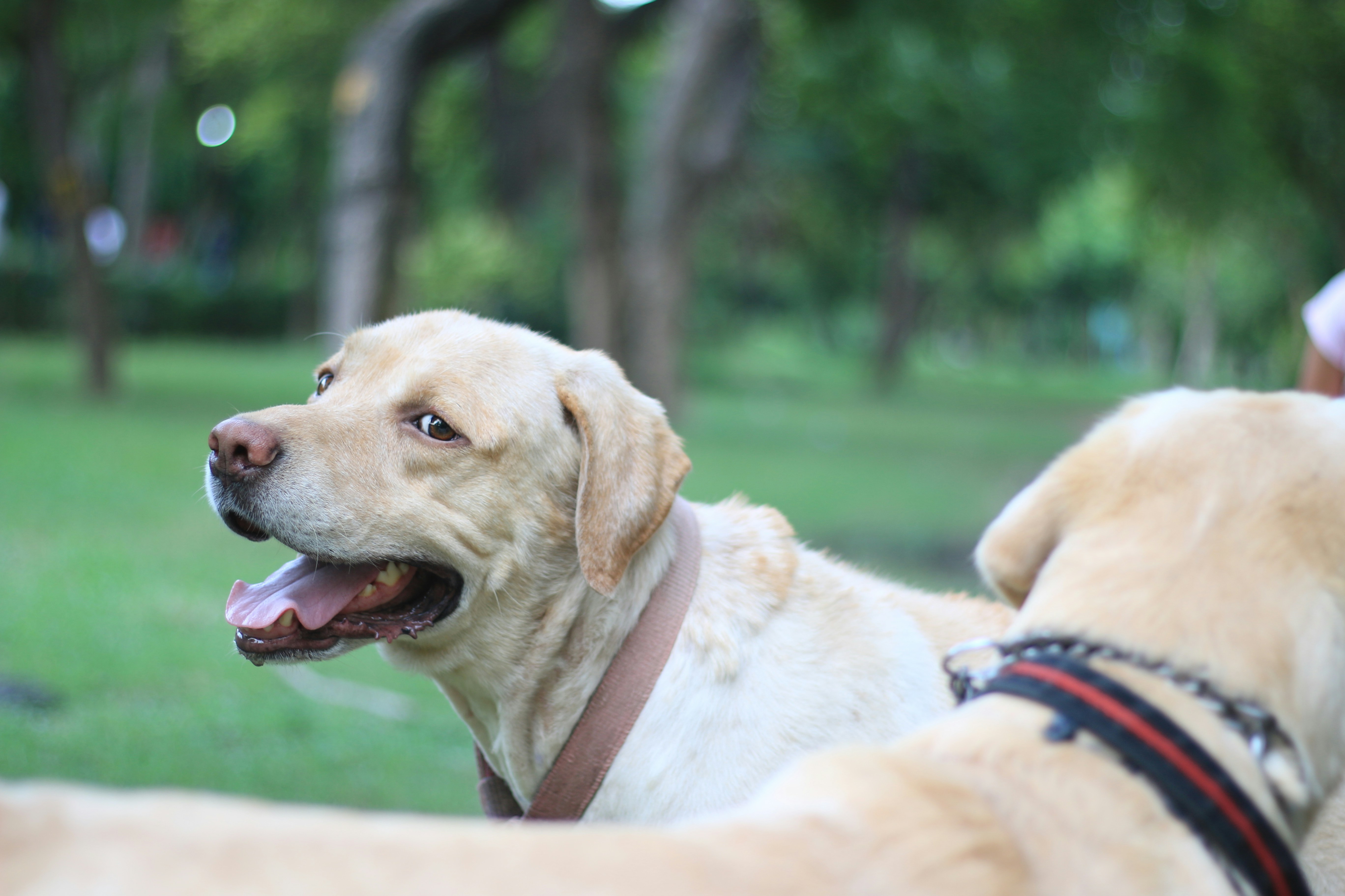 Cozy crate with bedding