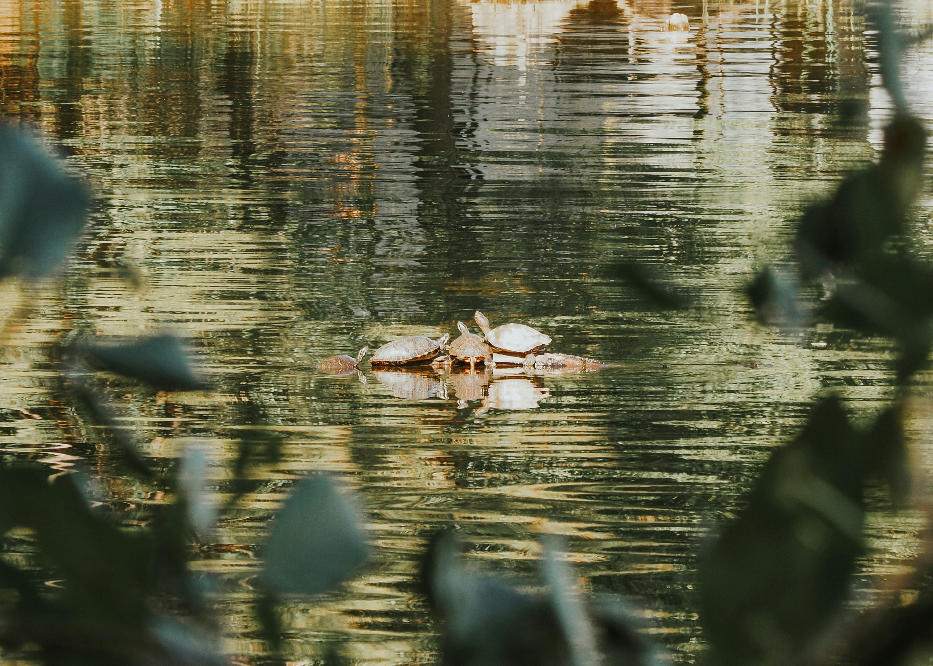 Photo by fieldworkframes