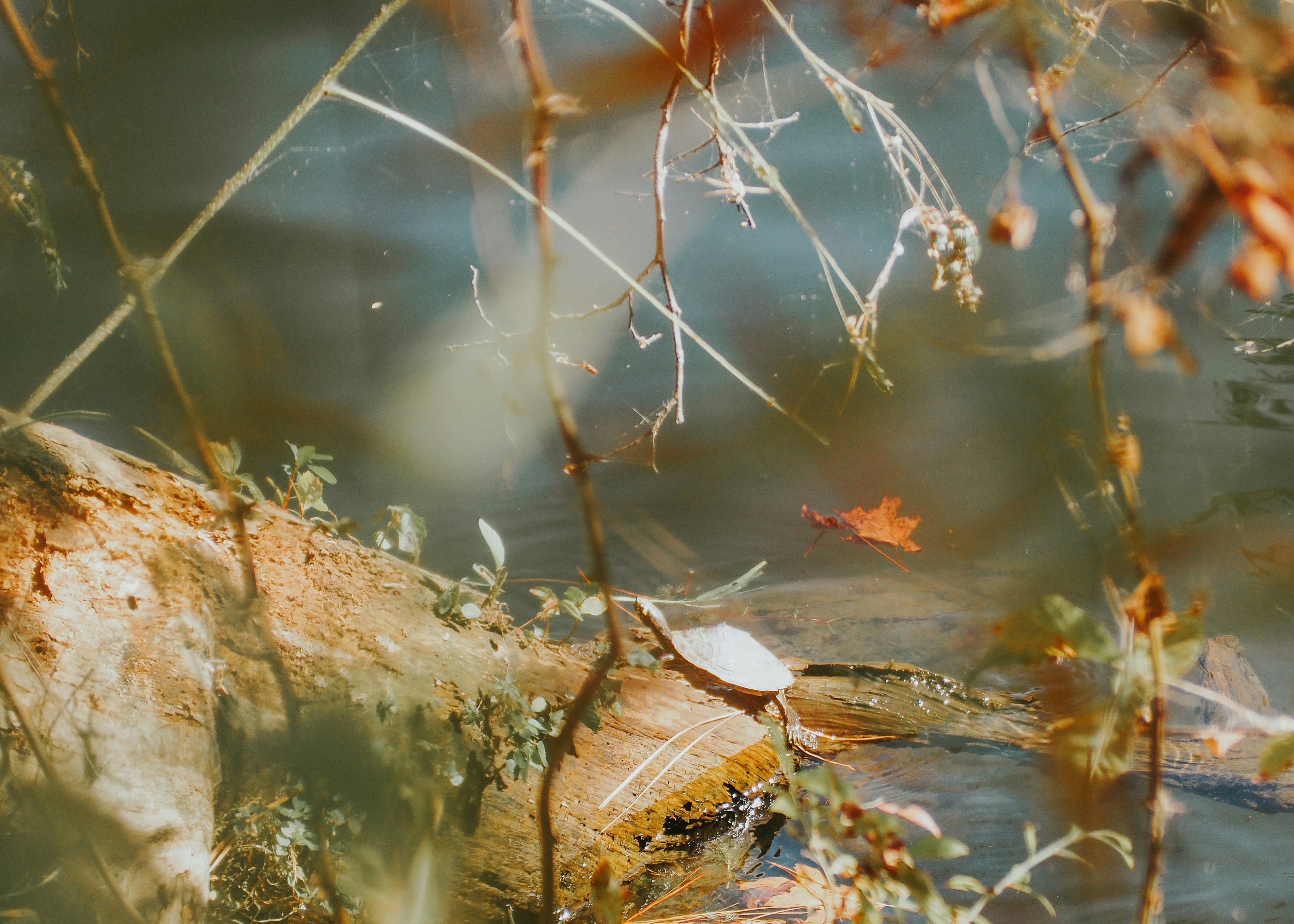 Photo by fieldworkframes